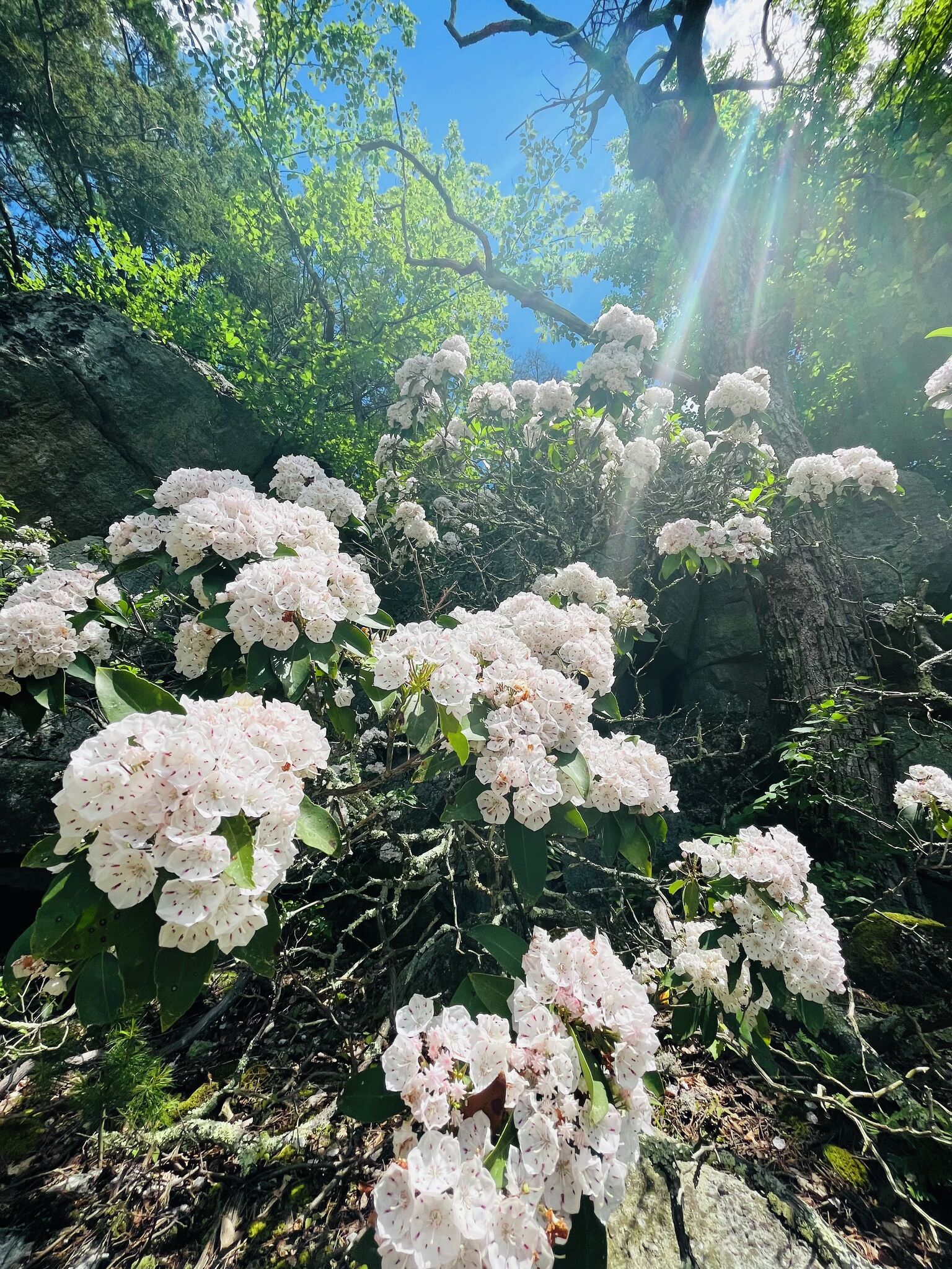 Peak bloom for mountain laurel in the Hudson Valley - Vimarsana News