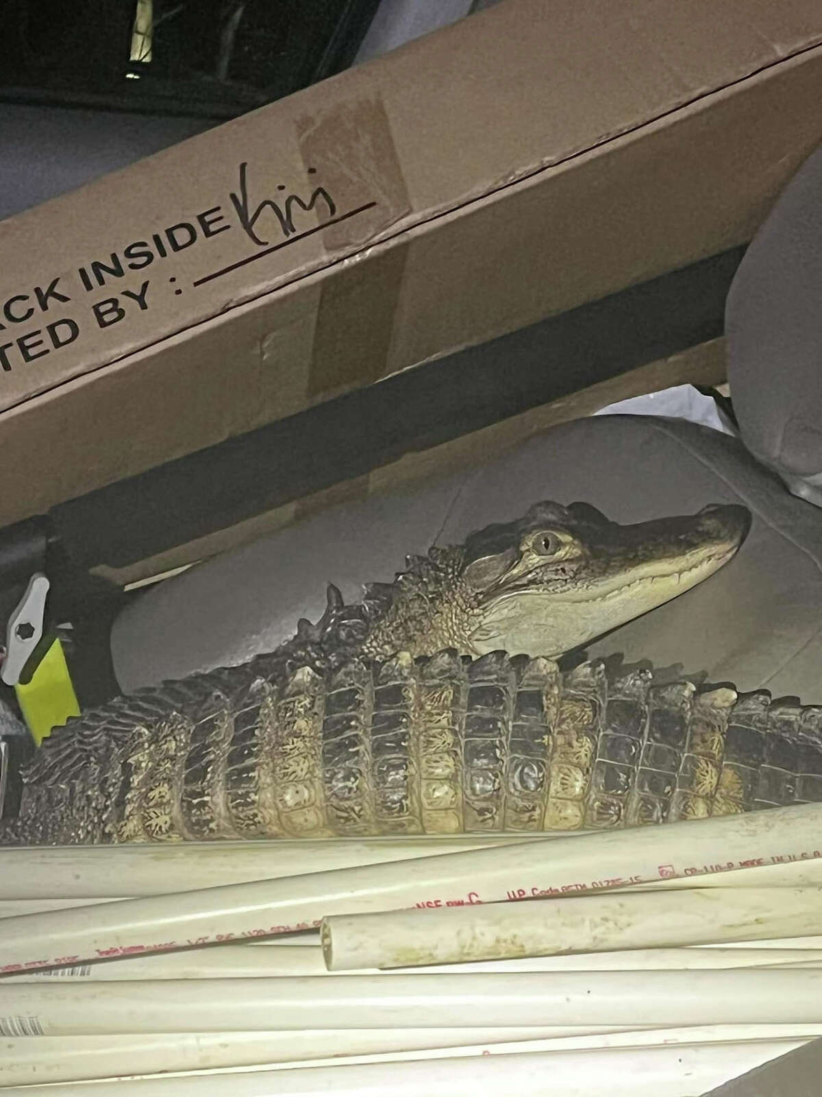 Deputies with the Lake County Sheriff's Office took "Karen," an alligator, into custody stopping a vehicle on U.S. 10.