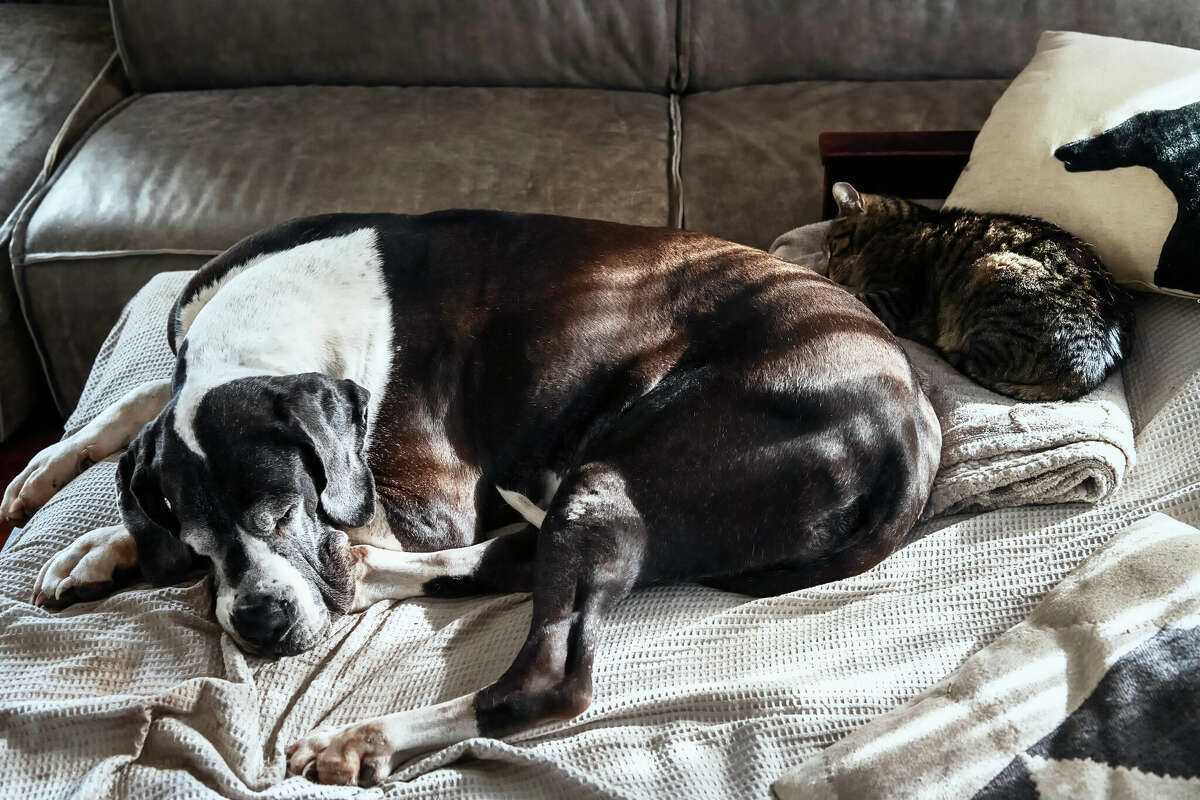 If you have a senior dog or cat, you’ve likely noticed they’re stiff when they wake up and don’t have the same energy to walk or play anymore. 