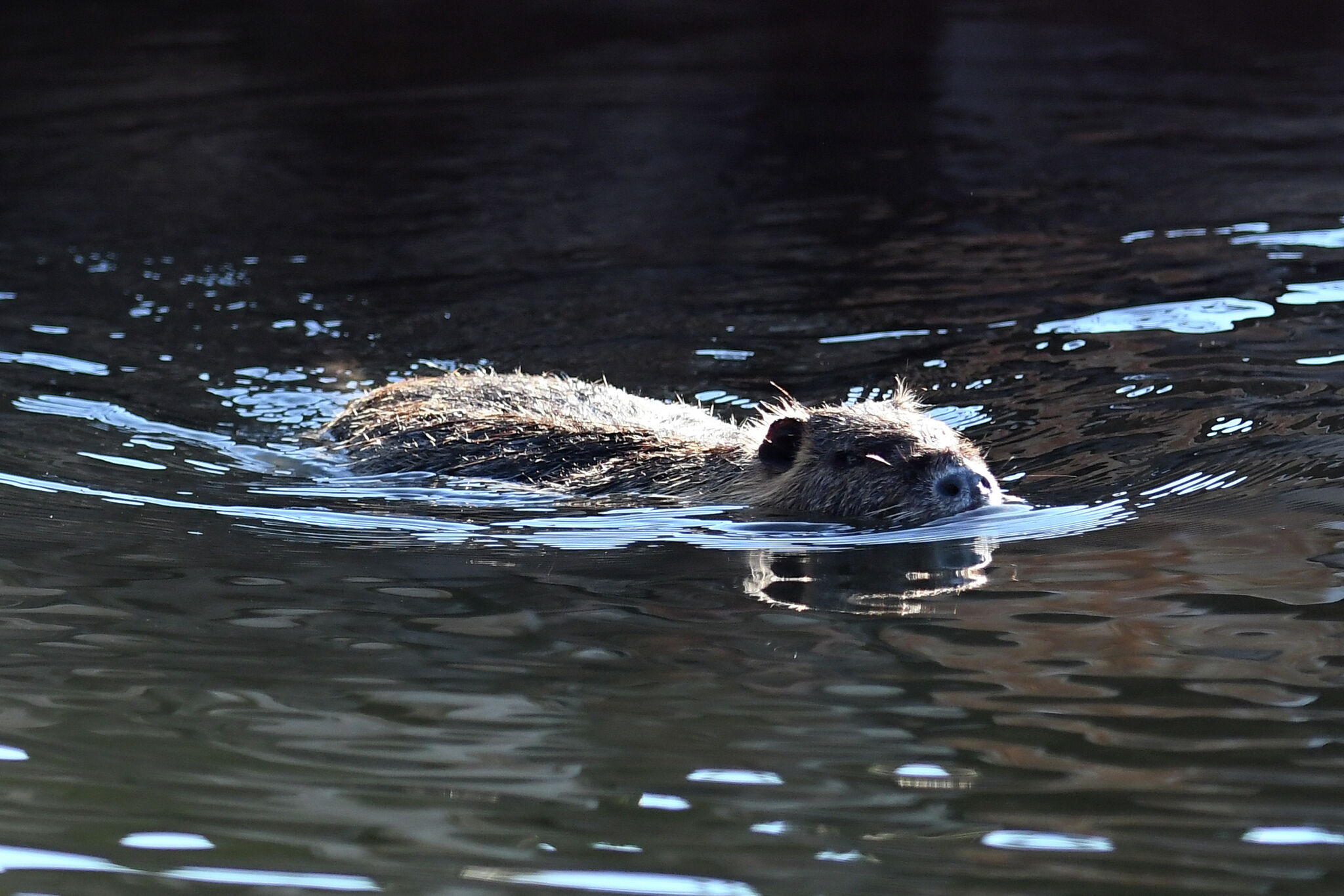 Austin's Lady Bird Lake's toxic algae is back. Here are 7 excuses to