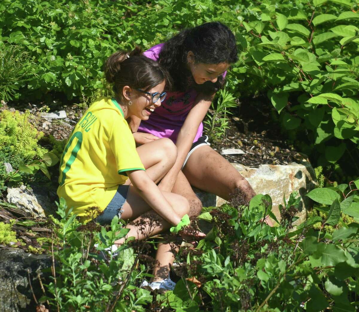 Fifth-graders Livia Cassiano, left, and Victoria Ramos pull weeds from the garden outside New Lebanon School in the Byram section of Greenwich, Conn. Monday, June 13, 2022. Greenwich Green & Clean teamed with New Lebanon fifth-graders to pull weeds, remove invasive species, and plant new flowers and plants to beautify the large garden near the school's entrance.