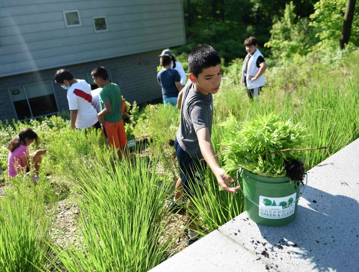 Fifth-grader Jonathan Aguirre pulls weeds from the garden outside New Lebanon School in the Byram section of Greenwich, Conn. Monday, June 13, 2022. Greenwich Green & Clean teamed with New Lebanon fifth-graders to pull weeds, remove invasive species, and plant new flowers and plants to beautify the large garden near the school's entrance.
