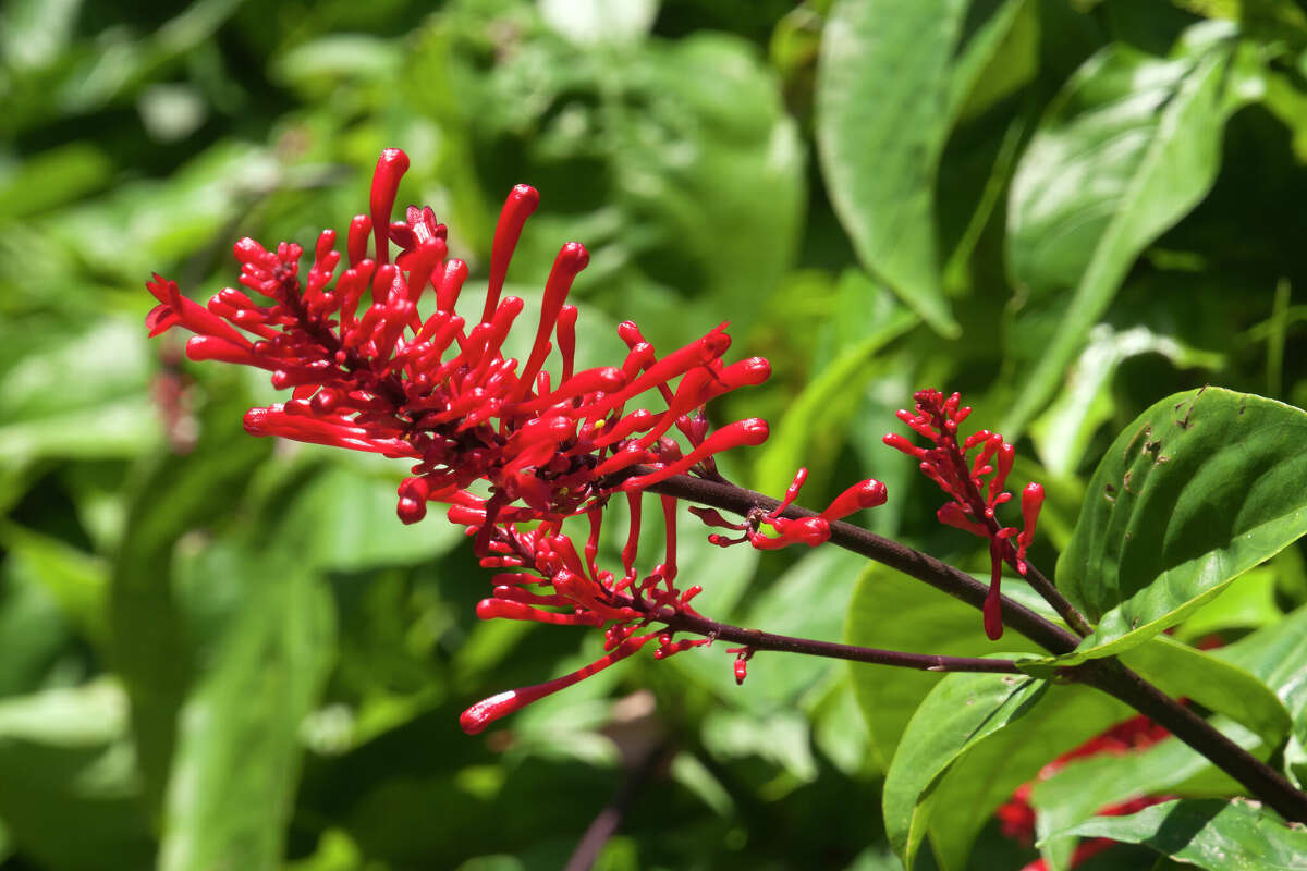 The best colorful plants for shade in San Antonio gardens, from fire spike to coleus