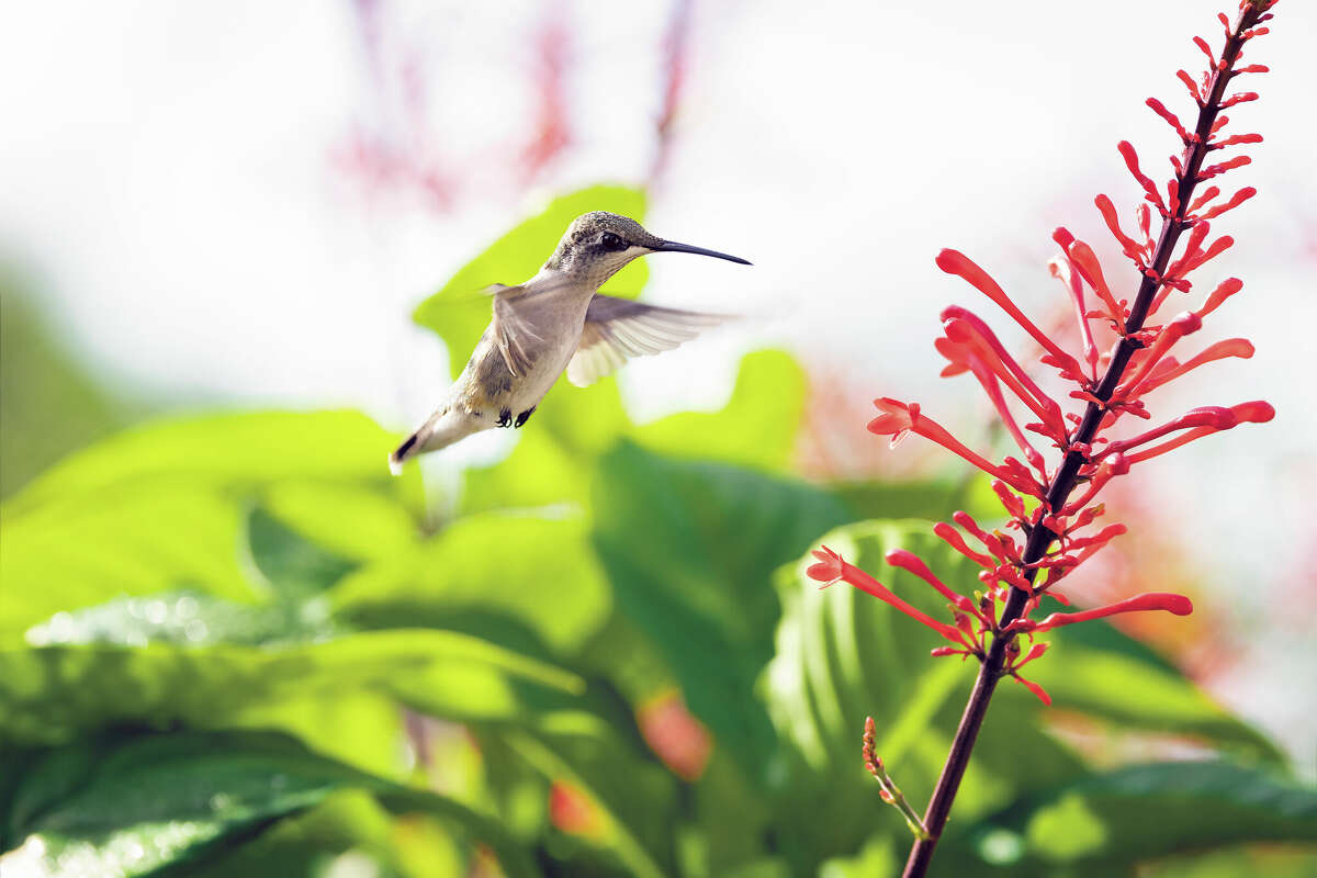 A hummingbird hovers by the blooms of a fire spike plant.