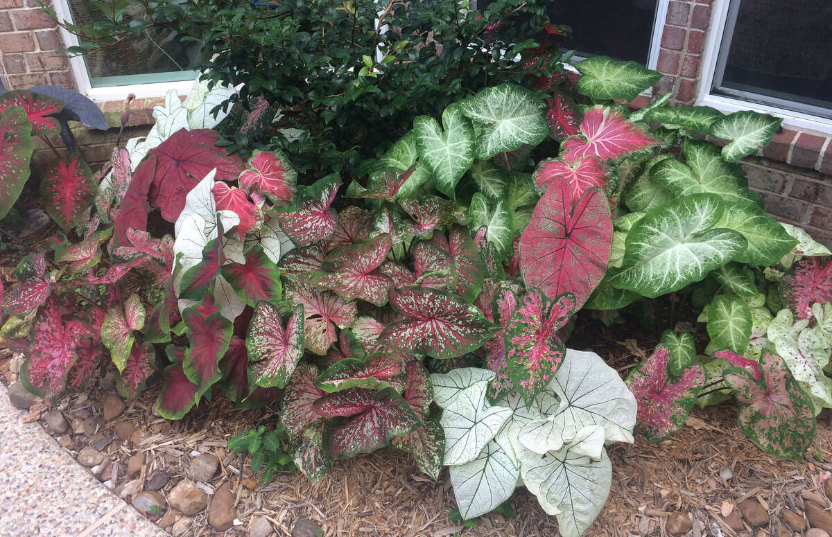The best colorful plants for shade in San Antonio gardens, from fire spike to coleus