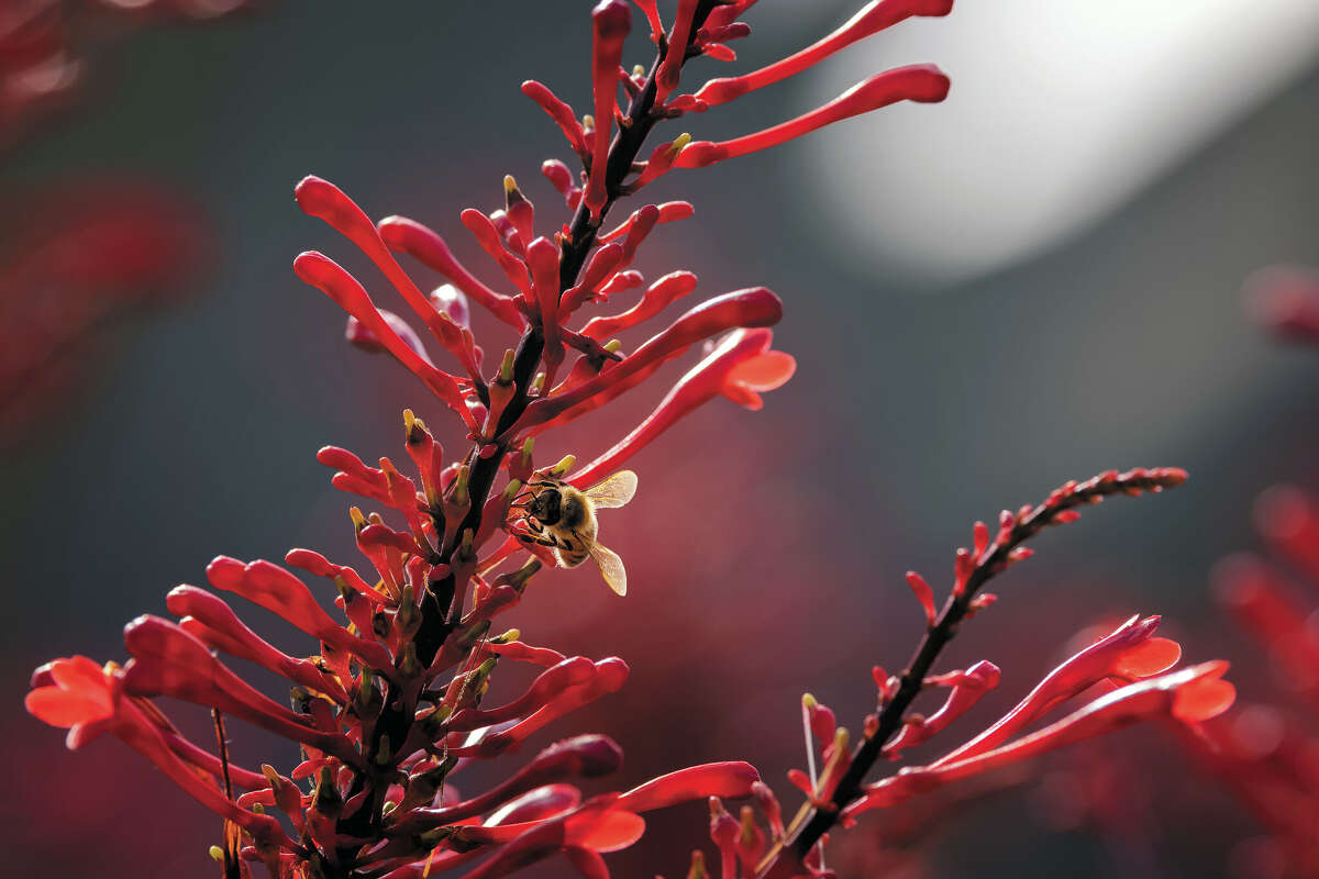 The best colorful plants for shade in San Antonio gardens, from fire spike to coleus