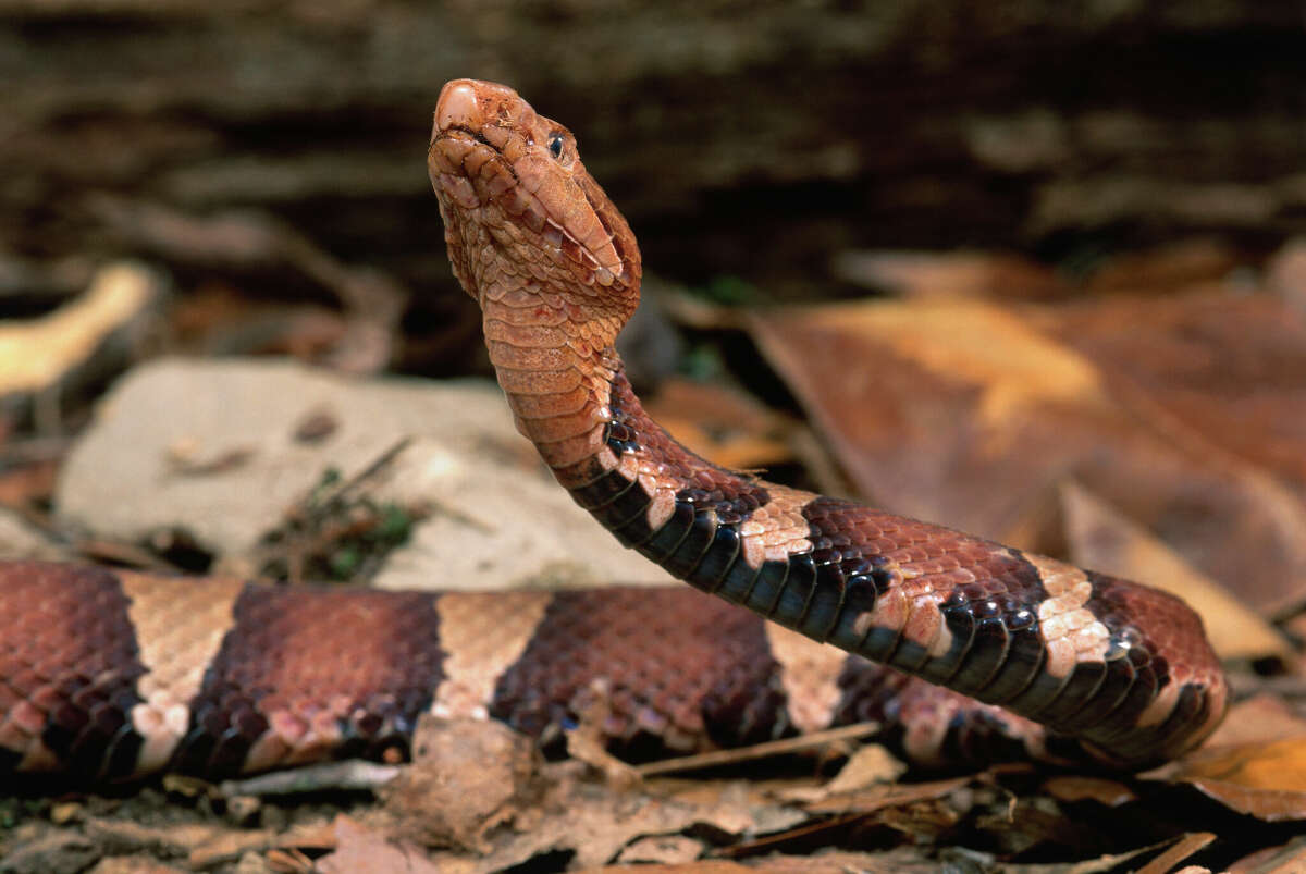 A copperhead snake bit an unsuspecting 5-year-old boy outside a Texas home earlier this month, according to his family.