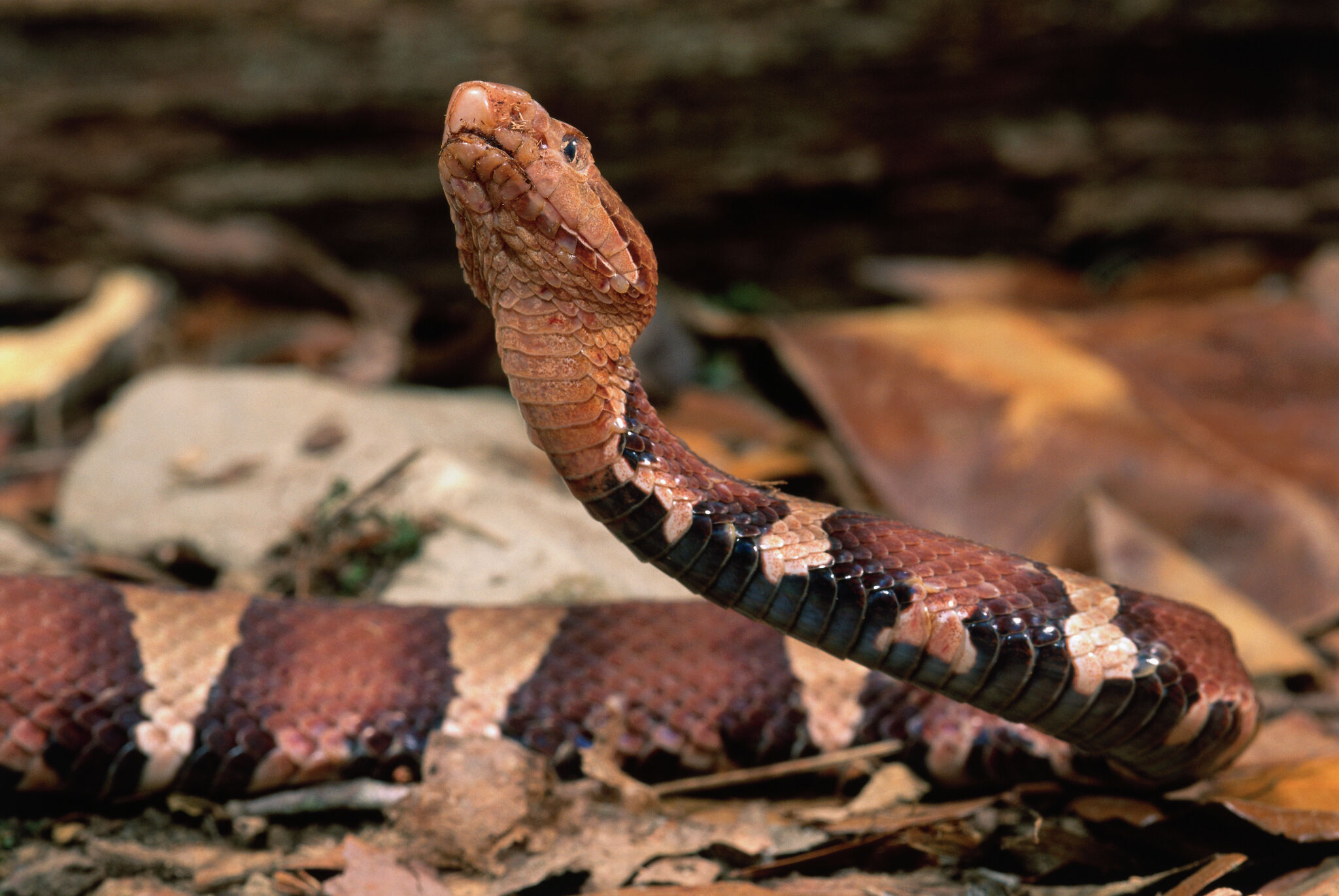 Never been so scared': Venomous copperhead snake bites 5-year-old boy at  Texas home