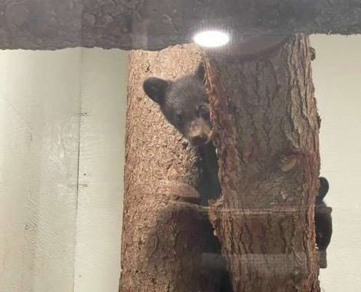 The cubs of the black bear killed in Newtown on May 12, were sent to Kilham Bear Center, a licensed wildlife rehabilitation facility in Lyme, N.H.
