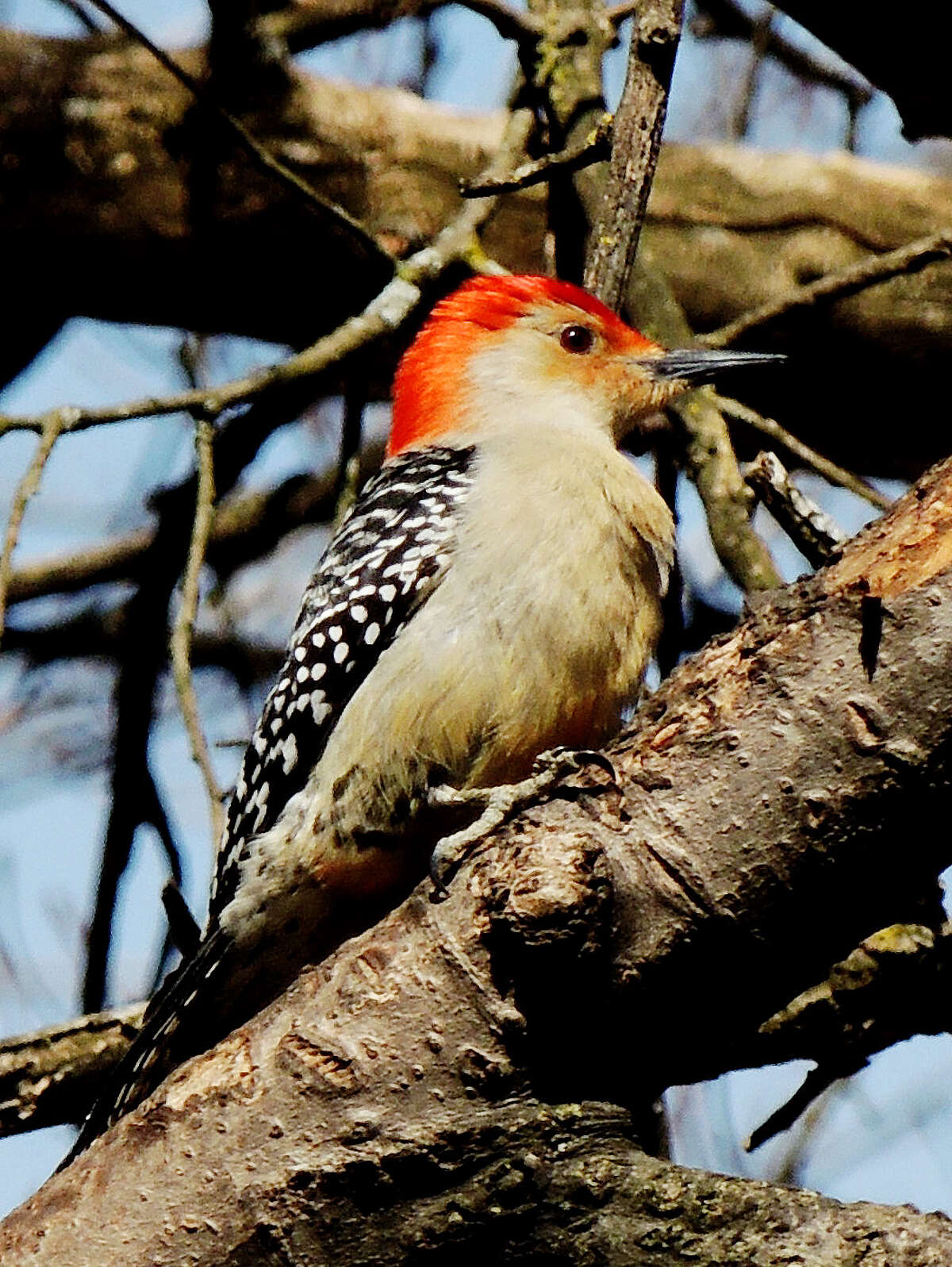 The red-bellied woodpecker is sometimes confused with the red-headed woodpecker because both birds have a red head. The red-bellied woodpecker has more of an orange-red head, and the belly may or may not have a red spot. Woodpeckers of this species in the south are more likely to have a red spot on the belly.