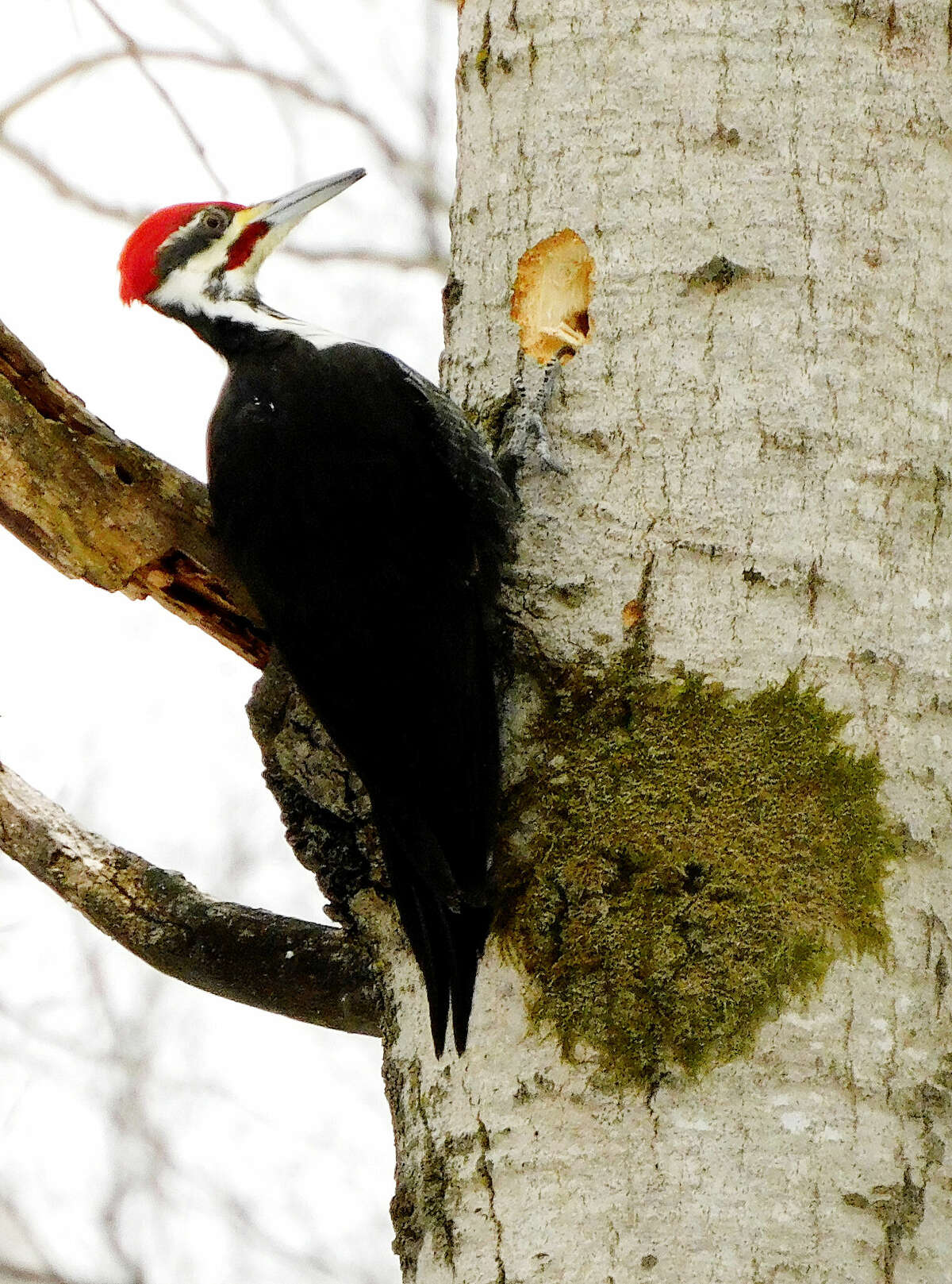 Pileated woodpeckers are our largest species of woodpecker. They look much like the now extinct Ivory-billed woodpecker, which is the woodpecker after which the cartoon character "Woody Woodpecker" was named.