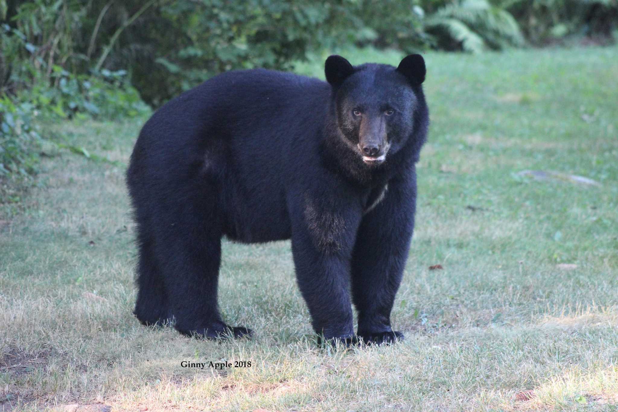 Bear in Canton killed after breaking into homes, officials say - Vimarsana News