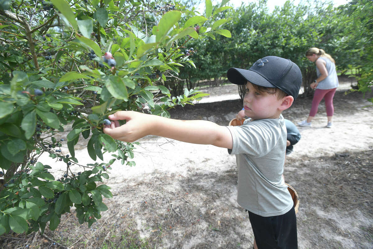 Marissa Anderson and sons Madden, Collier (seen here) and Cameron pick buckets of fresh blueberries at B & M Farms in Silsbee Tuesday morning. Visiting the you-pick farm is a summer tradition for the Vidor family. Photo made Tuesday, June 14, 2022. Kim Brent/The Enterprise
