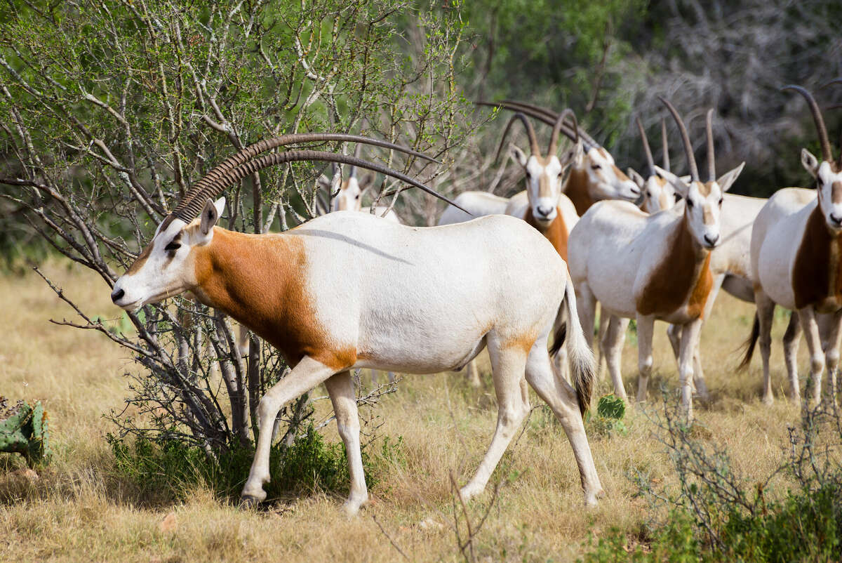 Arrowhead Ranch near Edinburg in the Rio Grande Valley.