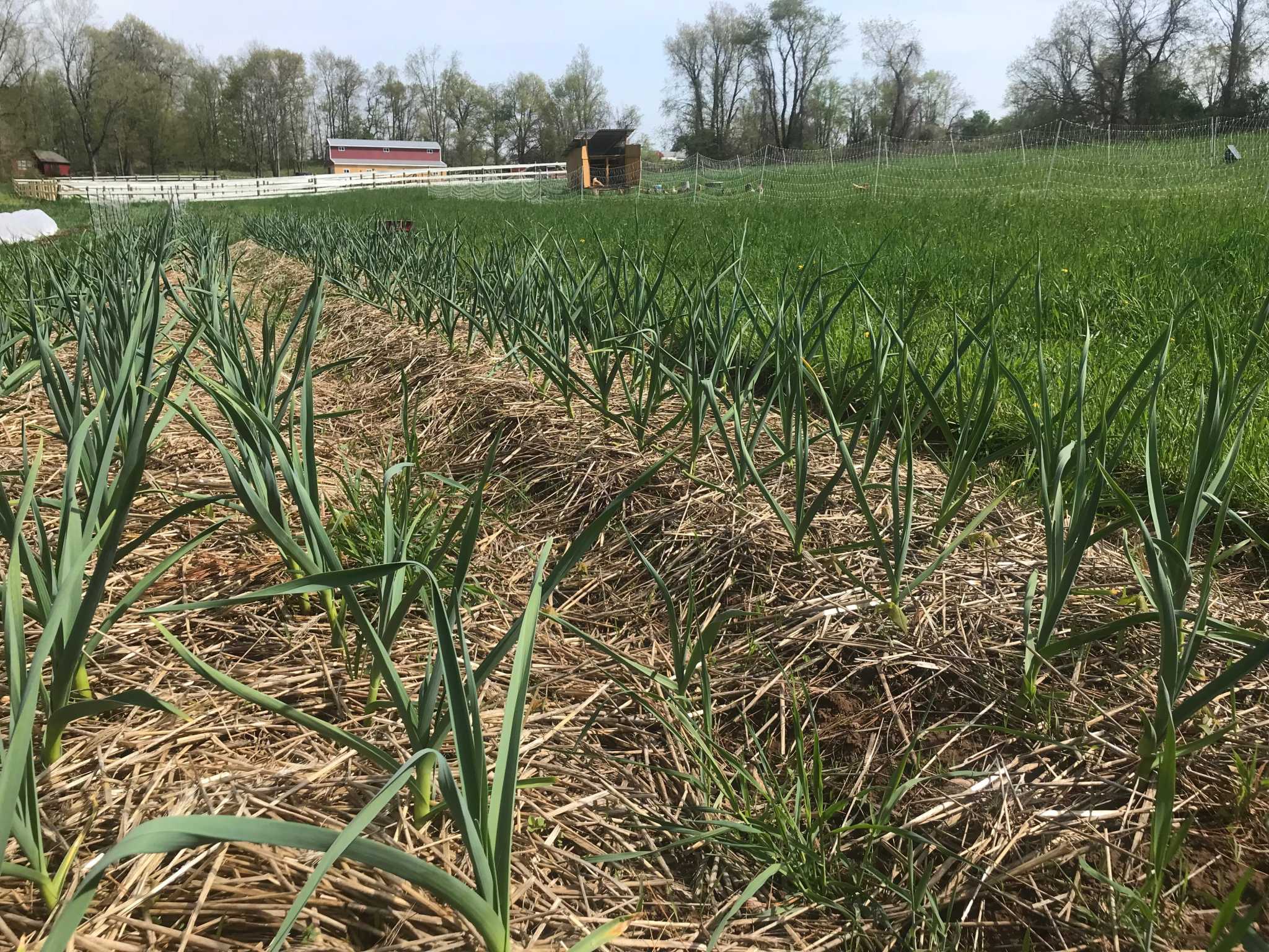 Pogmores Farm in Middlefield receives agriculture grant from state