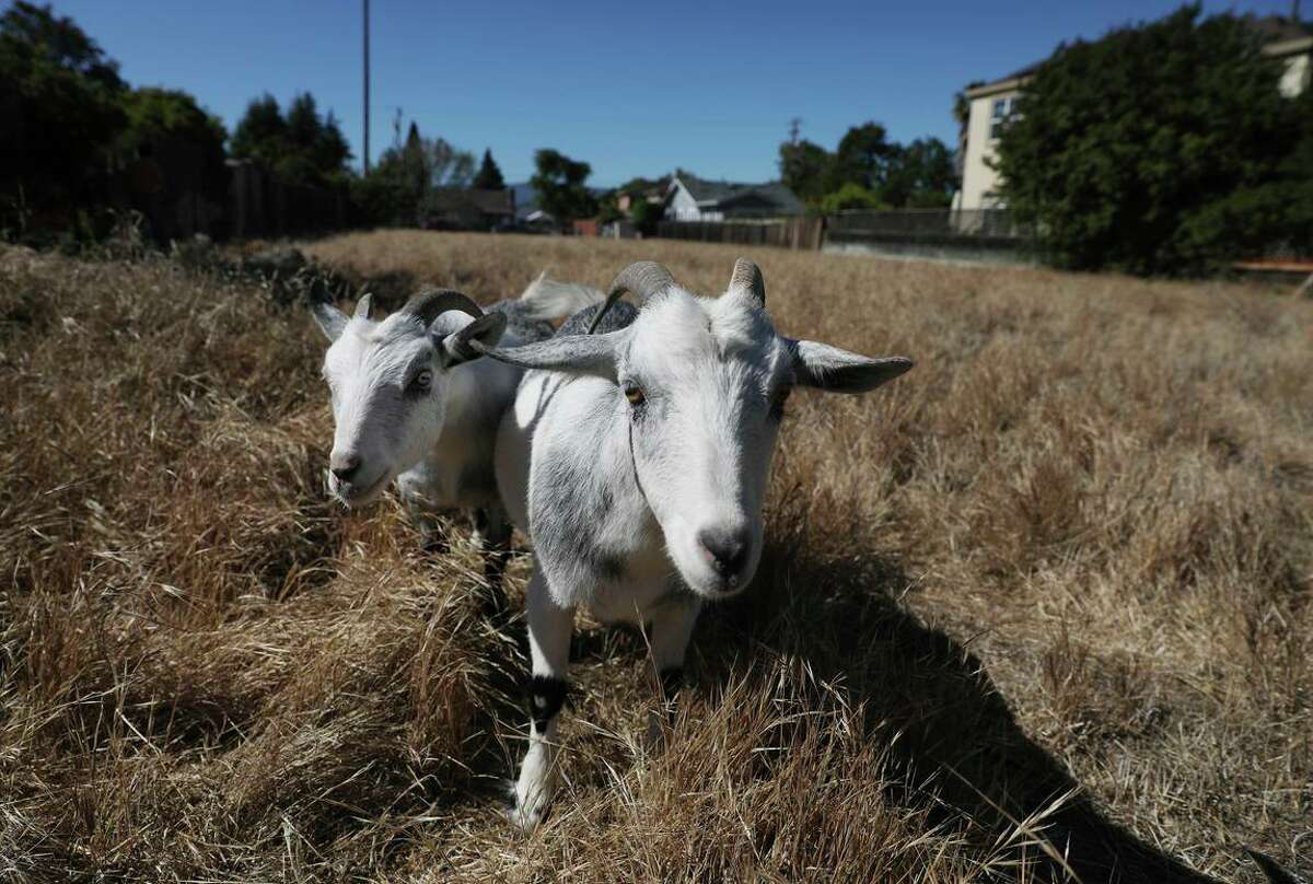 Victor Dong’s goats graze on his lot in East Palo Alto. For five years, Victor Dong has been trying to build four single-family homes but the project, though approved by the city, has been stalled by the East Palo Alto Sanitary District, which is refusing to sign off on a sewer hookup unless he pays millions of dollars.
