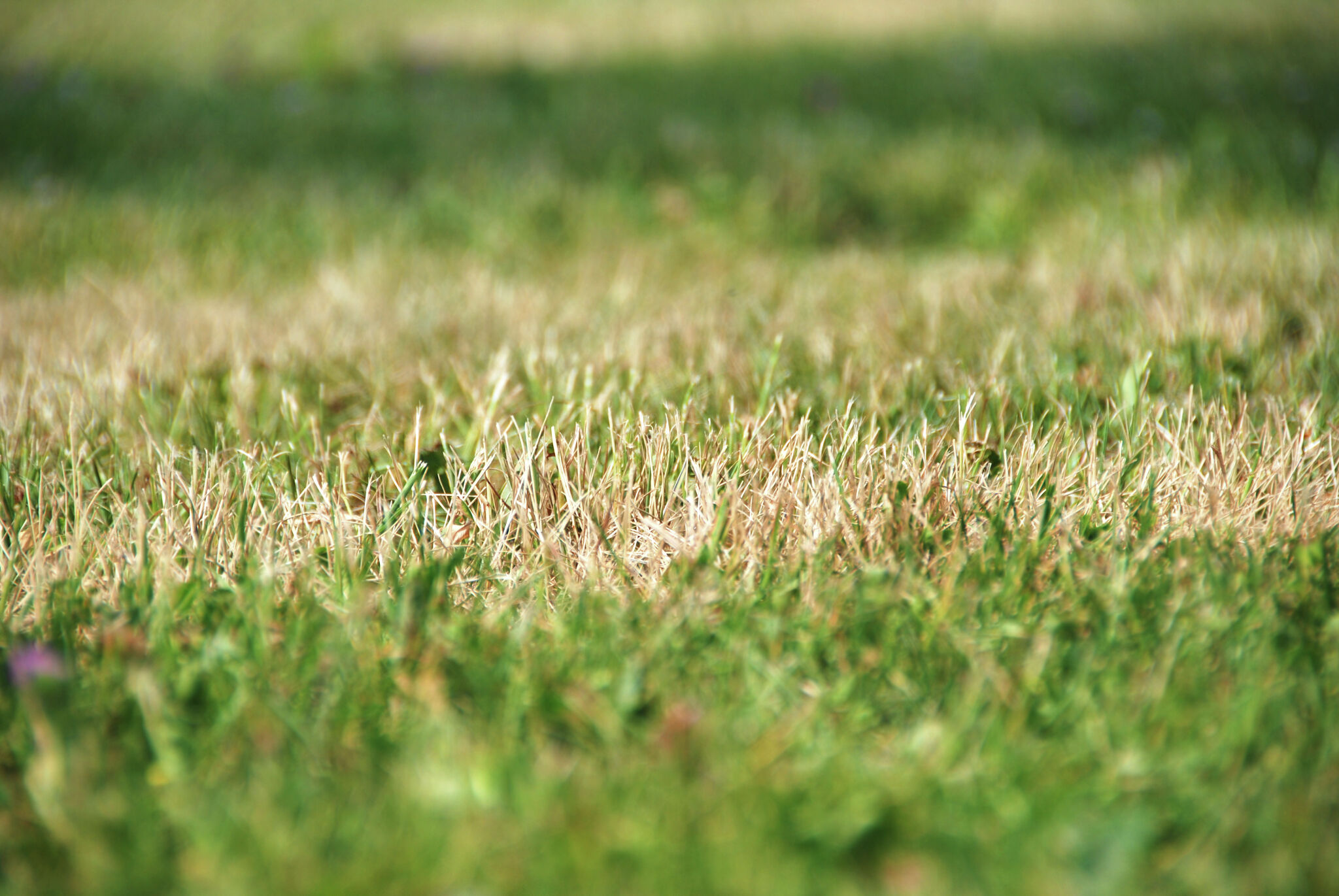 San Antonio rain chances scant as seasonal drought conditions worsen - Vimarsana News