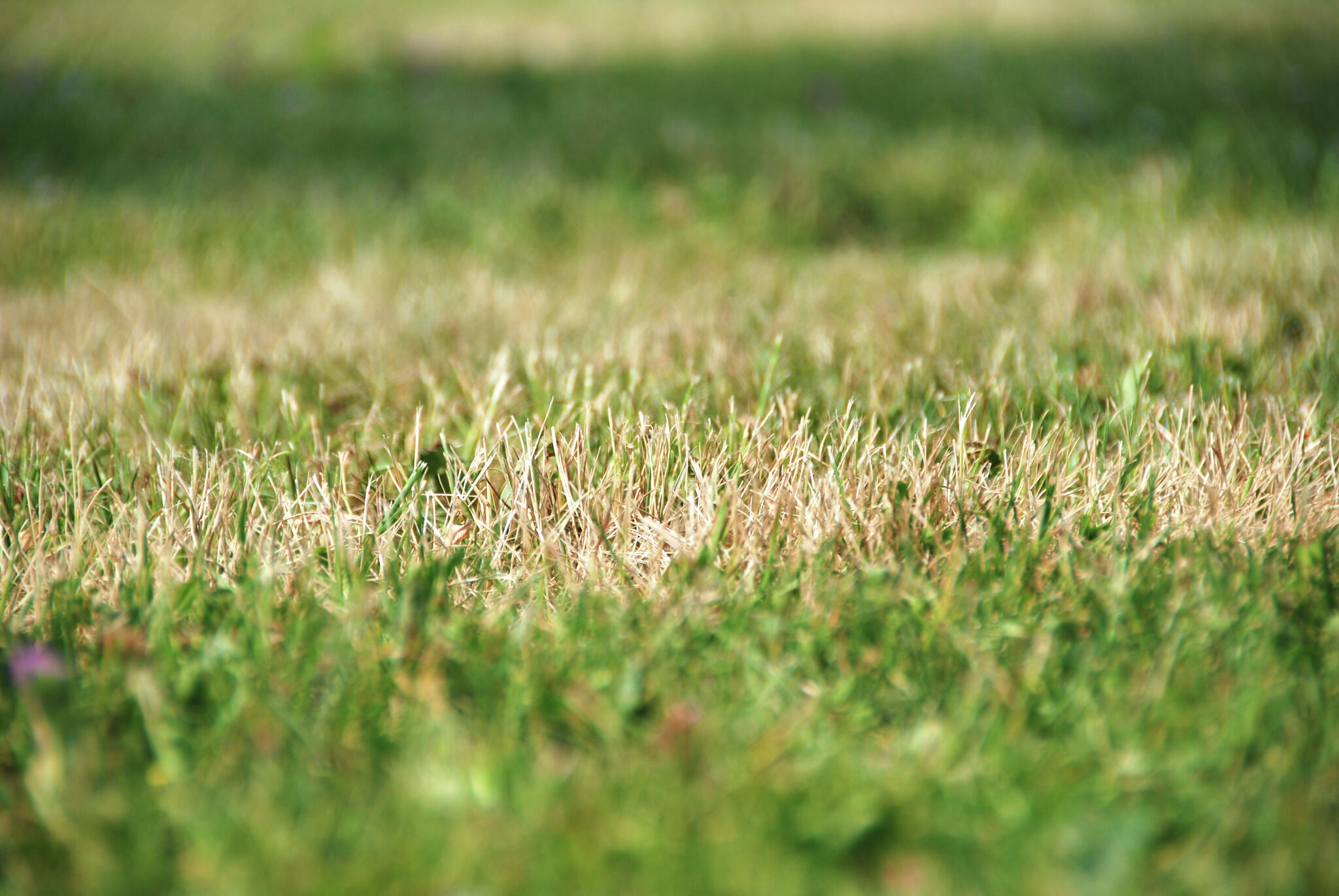 san-antonio-rain-chances-scant-as-seasonal-drought-conditions-worsen