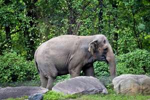 Churchill: For Bronx Zoo elephant, an unhappy ruling