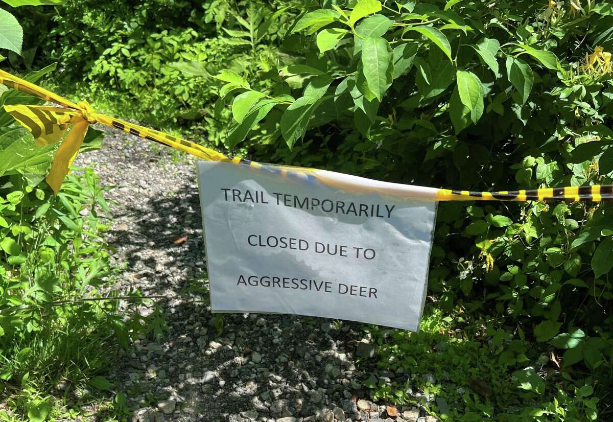 The green link between the New Canaan Nature Center and Weed Street, near Irwin Park, was still closed off Wednesday, June 15, 2022, after multiple reports of aggressive deer.