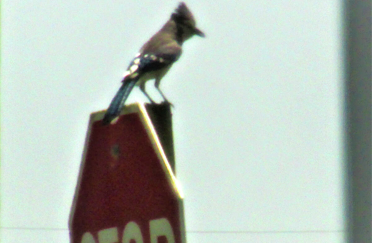 A blue jay comes to a stop on a sign in Scottville.