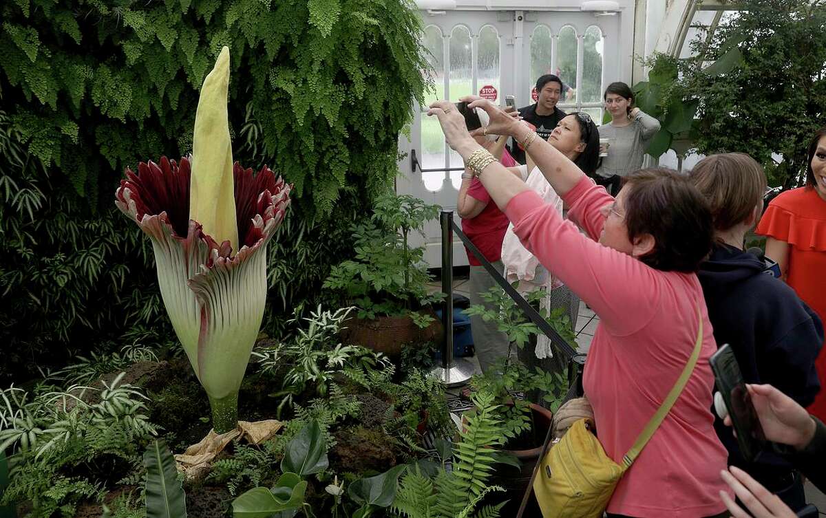 A corpse flower’s bloom is seen at its peak at the Conservatory of Flowers in Golden Gate Park in 2018. A new bloom is expected there soon.