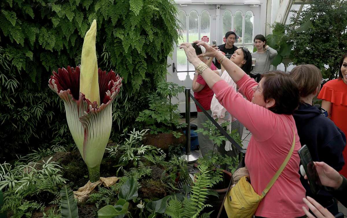 S.F.’s corpse flower smells like rotting flesh. Here’s when it’s ...