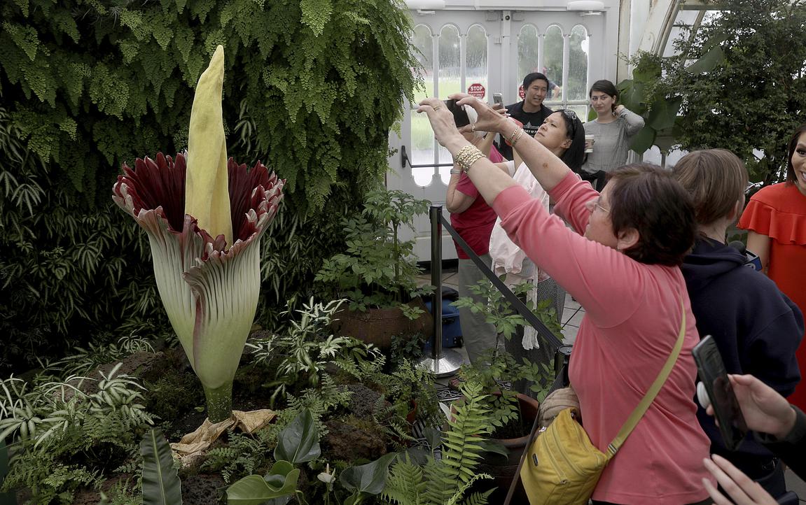 S.F.’s corpse flower smells like rotting flesh. Here’s when it’s ...