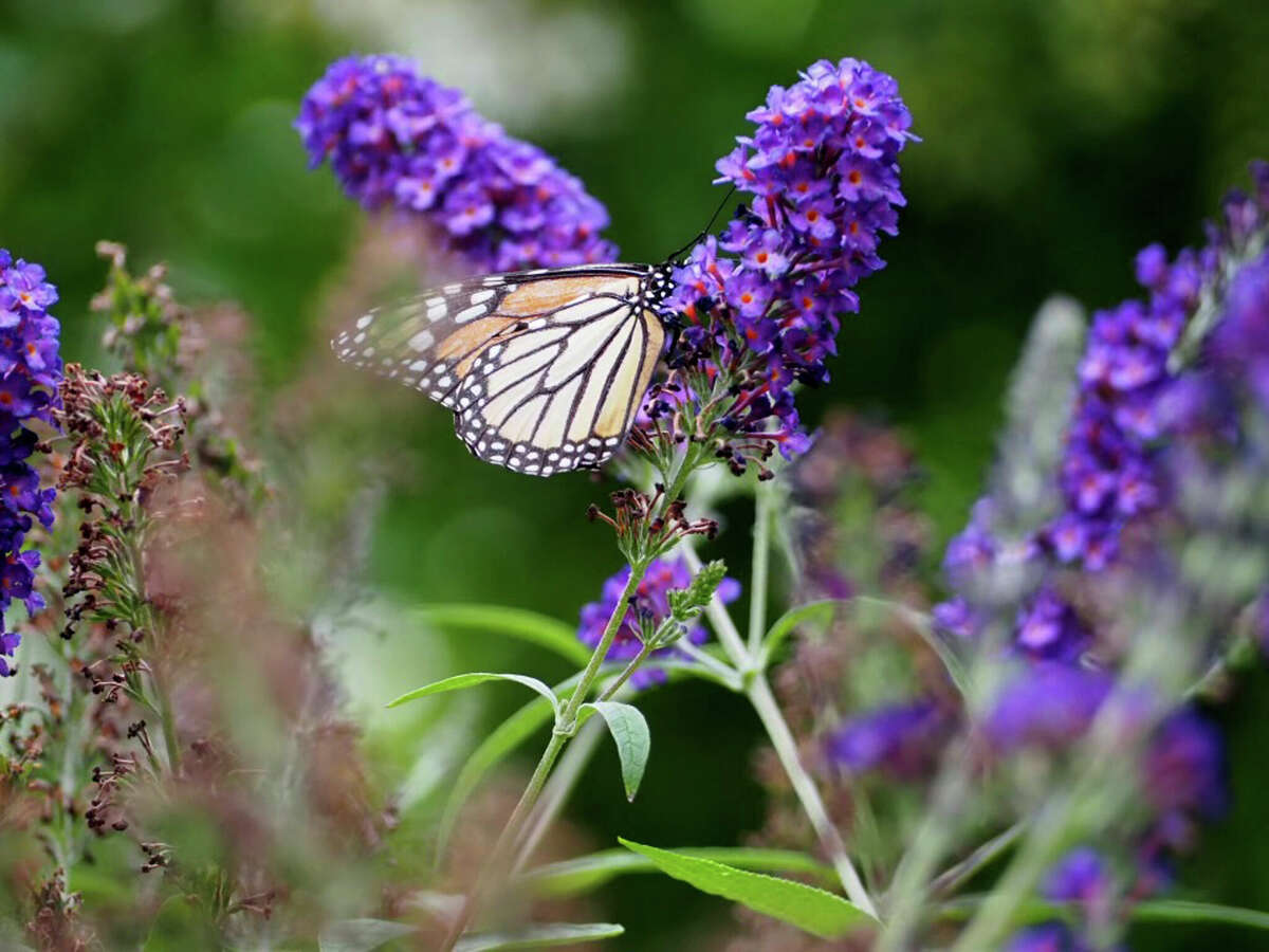 The use of chemicals against garden pests threatens bees, butterflies and other pollinators.