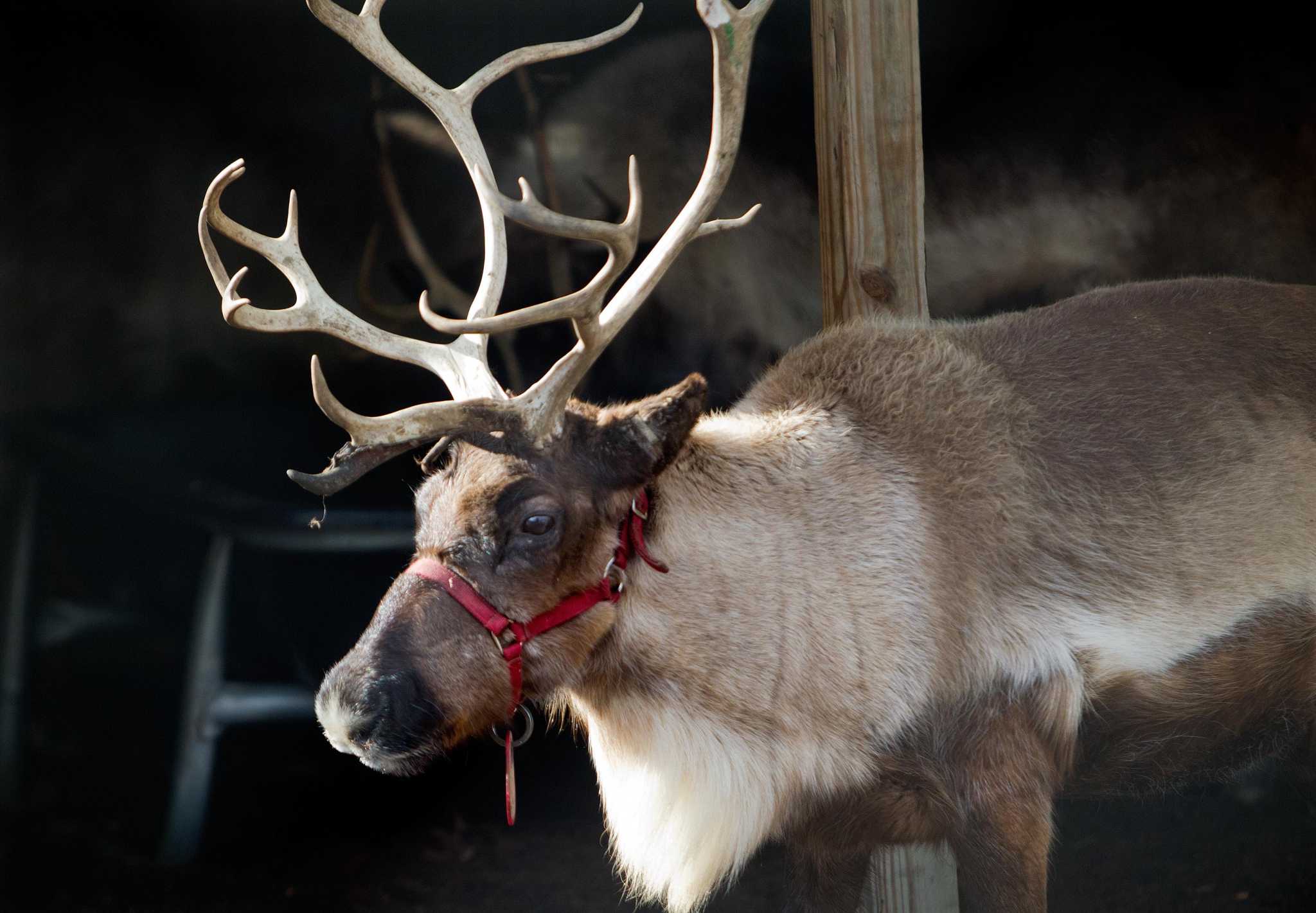 Rules on importing reindeer to CT loosened for movie industry - Vimarsana News