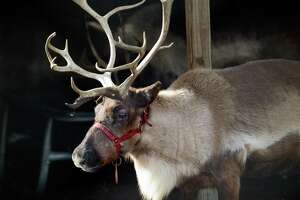 Rules on importing reindeer to CT loosened for movie industry