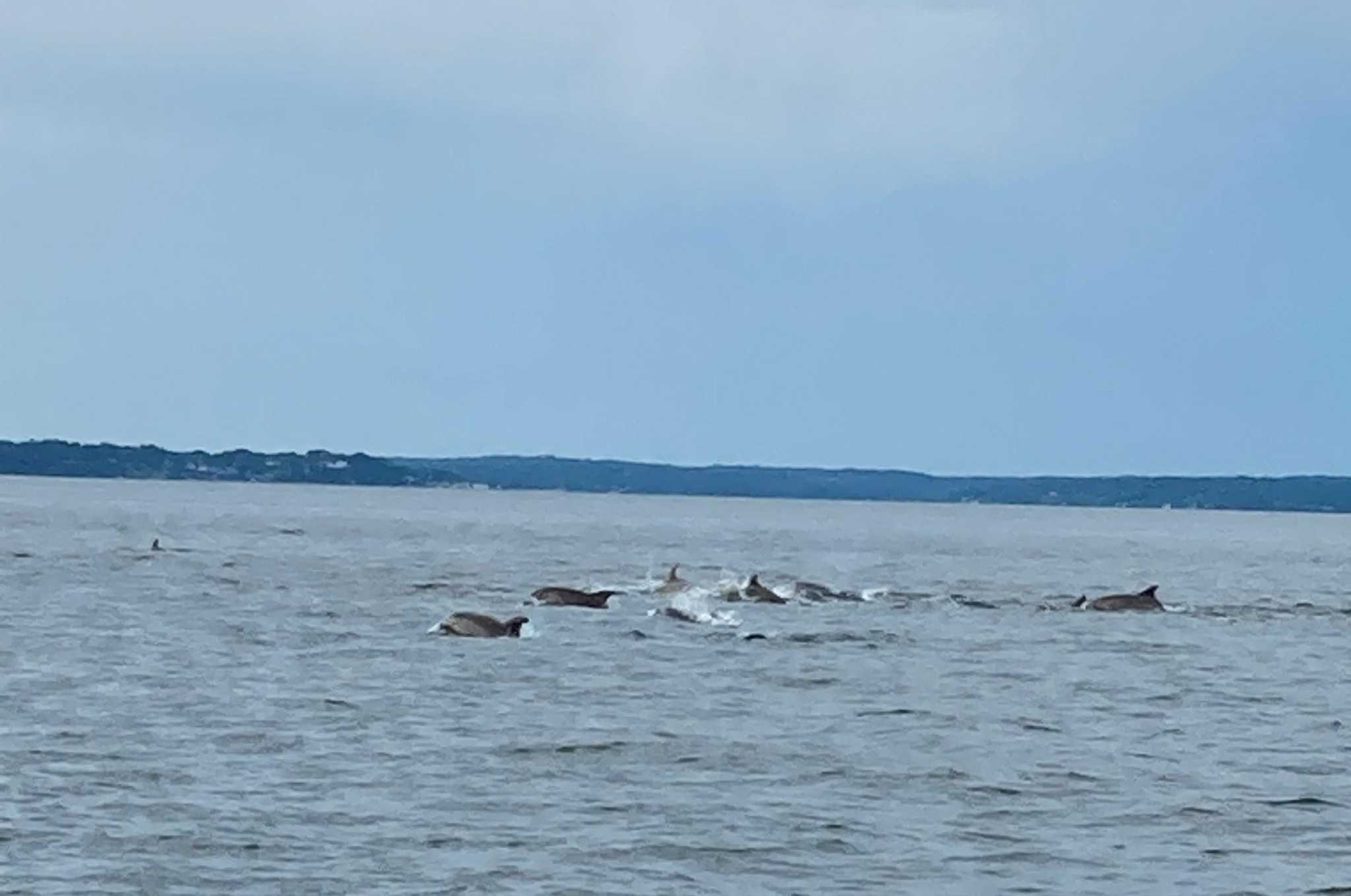 Dolphins spotted off Connecticut coast in Long Island Sound - Vimarsana News