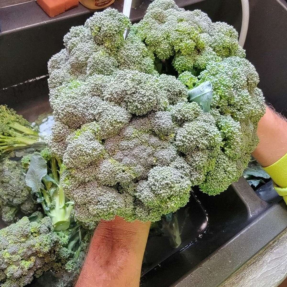 Fresh broccoli from Peterson Family Farm, which will be a vendor at the brand-new Lake Chix Market and Merch, an open-air market from 4-8 p.m. Wednesday, June 22, at the Holiday Shores Marina parking lot. 