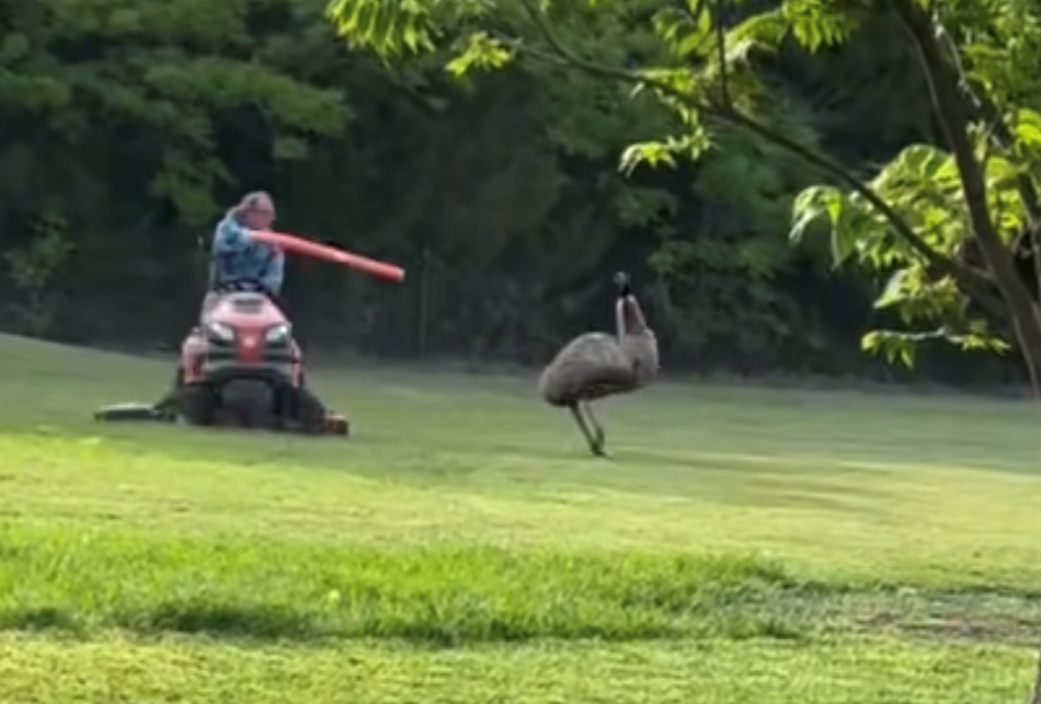 Texas man brandishes pool noodle to fend off emu in viral TikToks