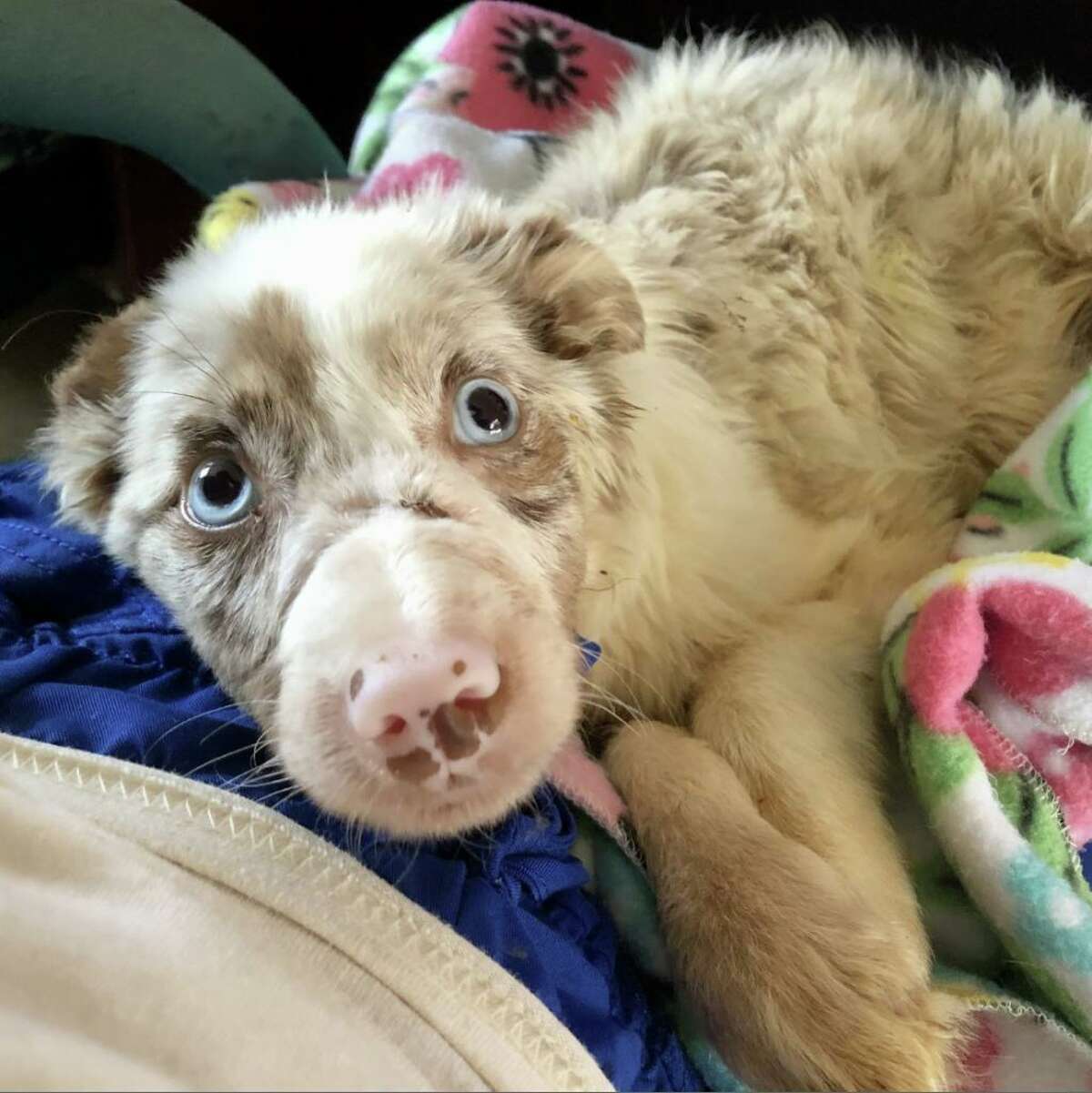 Bonnie Blue Eyes, an Australian Shepherd, was surrendered to Animal Care Services under "mysterious" circumstances. The neglect of the dog included its mouth being forced shut for a prolonged period of time.  