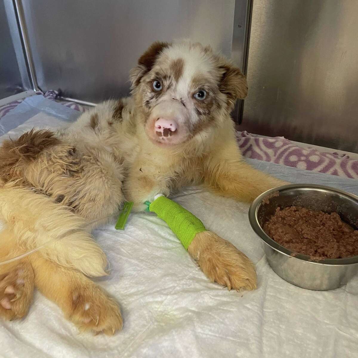 Bonnie Blue Eyes, an Australian Shepherd, was surrendered to Animal Care Services under "mysterious" circumstances. The neglect of the dog included its mouth being forced shut for a prolonged period of time.  