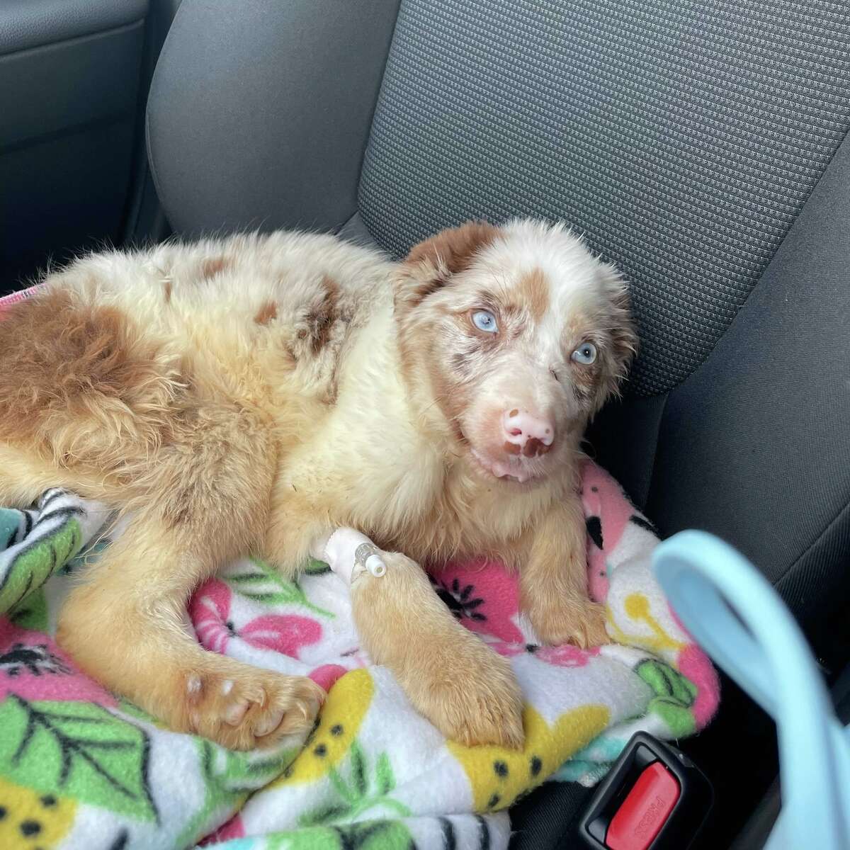 Bonnie Blue Eyes, an Australian Shepherd, was surrendered to Animal Care Services under "mysterious" circumstances. The neglect of the dog included its mouth being forced shut for a prolonged period of time.