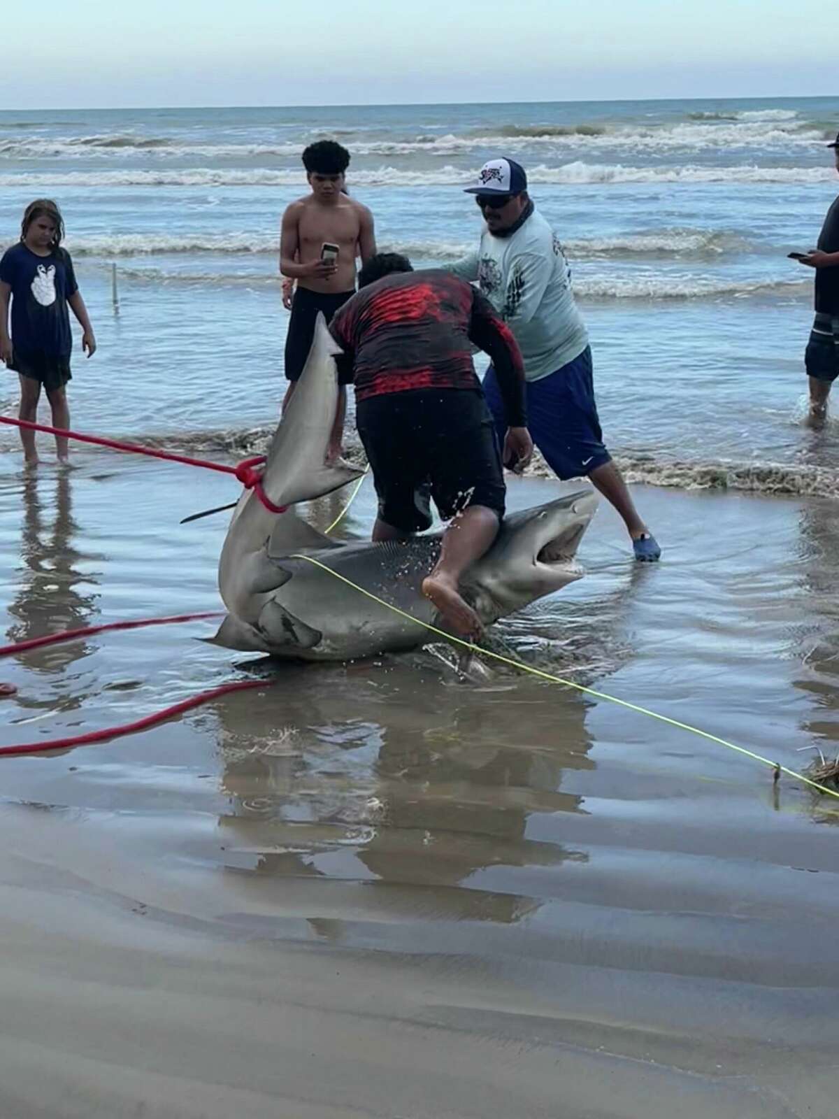 Beachgoer Stevie Jo Tipton captured anglers who reeled in a large shark only 100 yards away from the shoreline at Surfside Beach on June 4. 