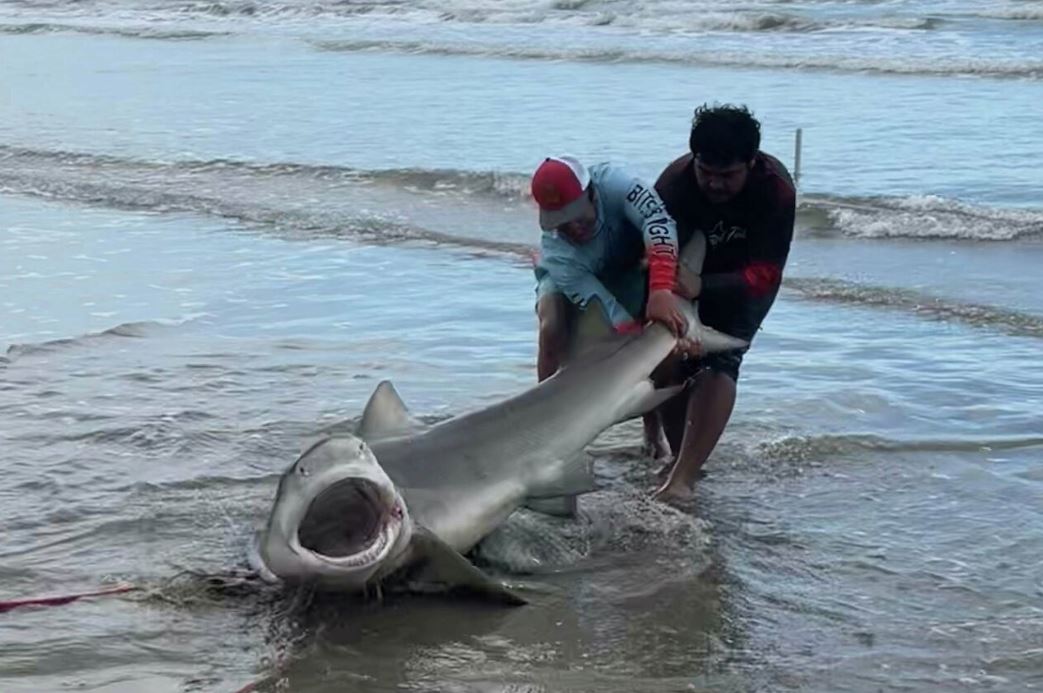 Large shark reeled in 100 yards away from shore at Texas beach