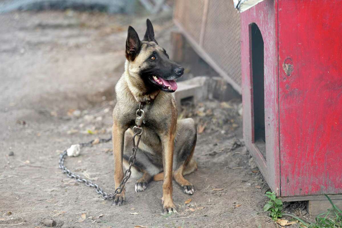 A Belgian Malinois chained outside with an empty water bowl found by Houston SPCA Animal Cruelty convict Natalie Spellman, who responded to a call about this dog, on a property on Hirsch Road on Wednesday, June 15, 2022 in Houston.