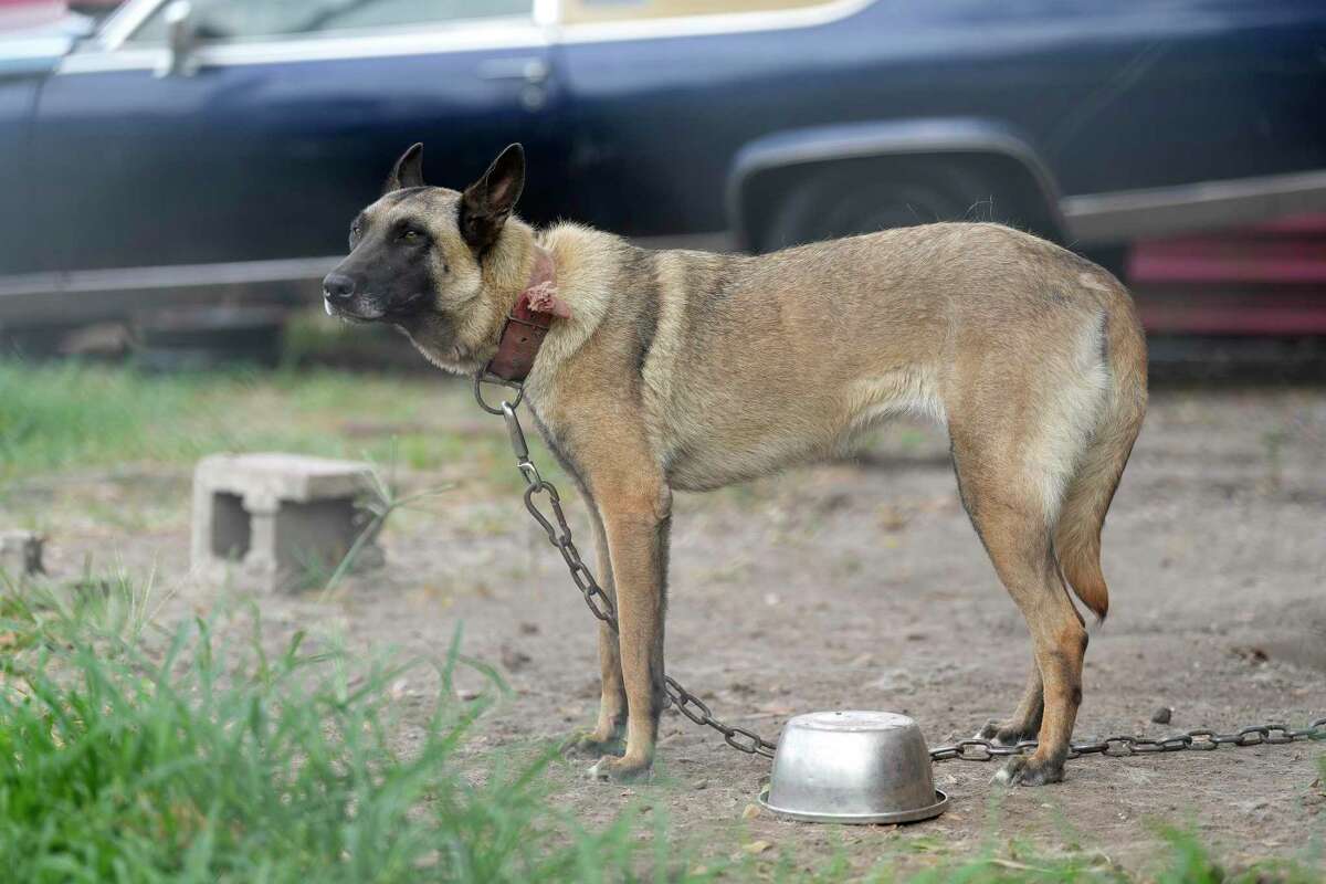 A Belgian Malinois chained up outside with an empty water bowl found by Houston SPCA Animal Cruelty investigator Natalie Spellman, who responded to a call about this dog, and another one allegedly chained to a car inside the back yard of a property on Hirsch Road on Wednesday, June 15, 2022 in Houston. The