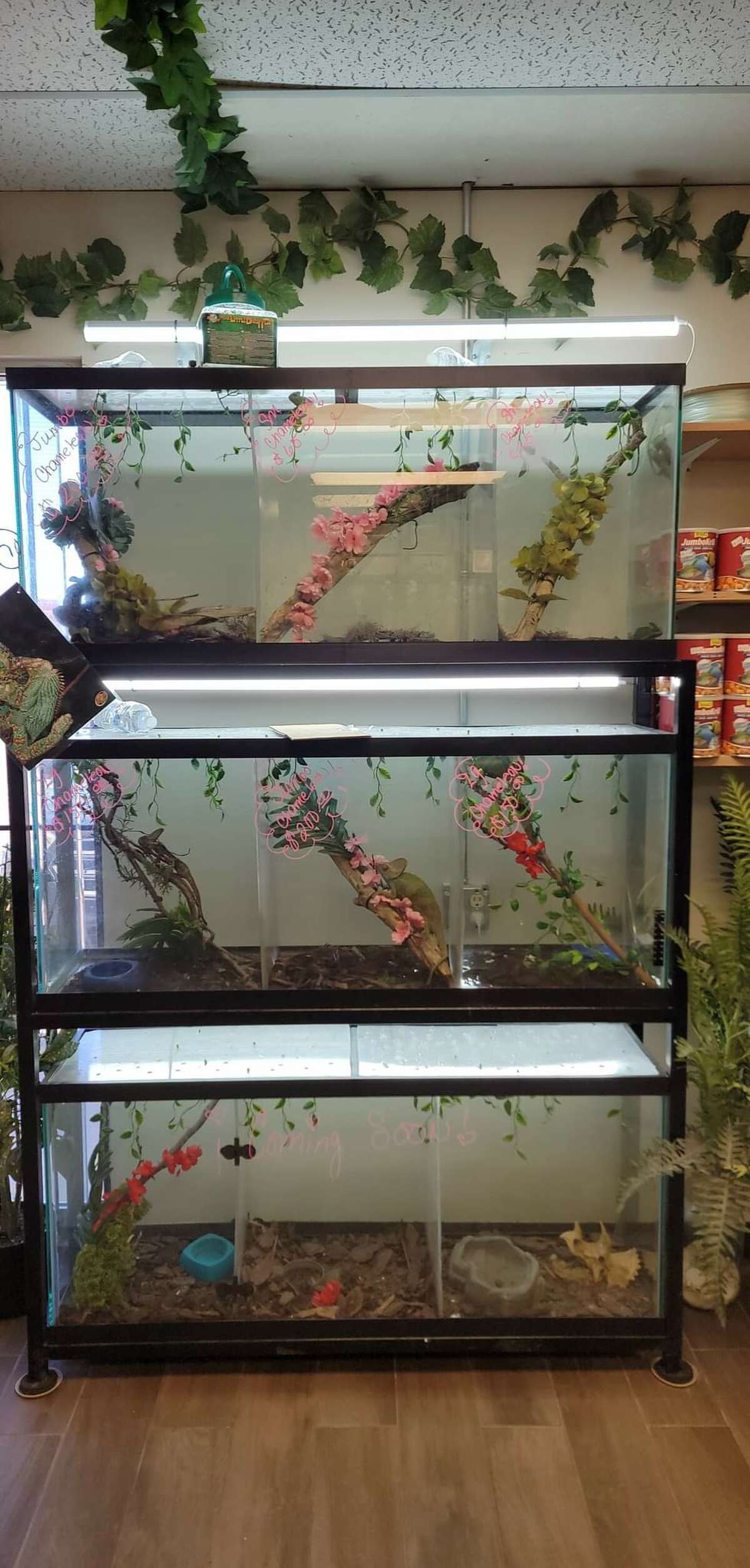 Locallyowned pet store strives to bring new variety of pets