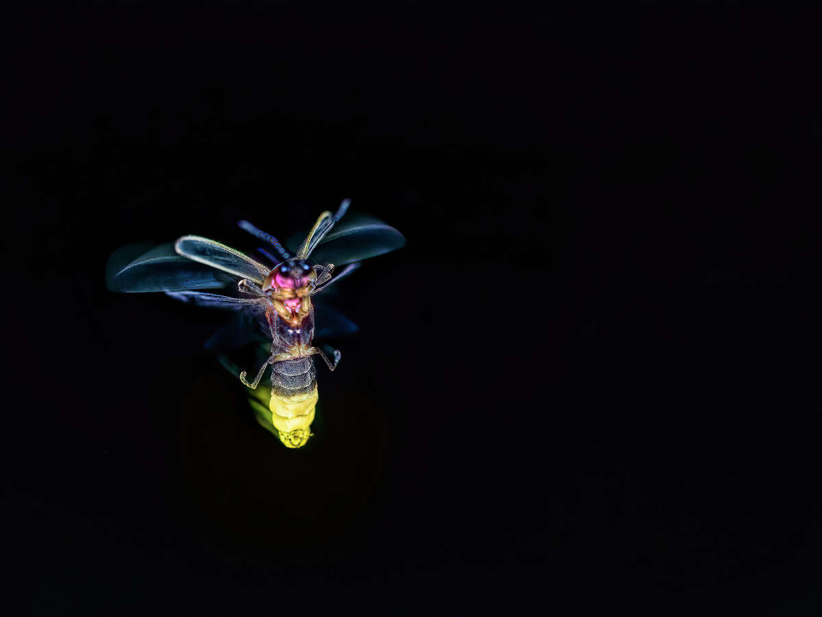 Sparks in the night: Fireflies and tips on conserving them | Journal-Courier