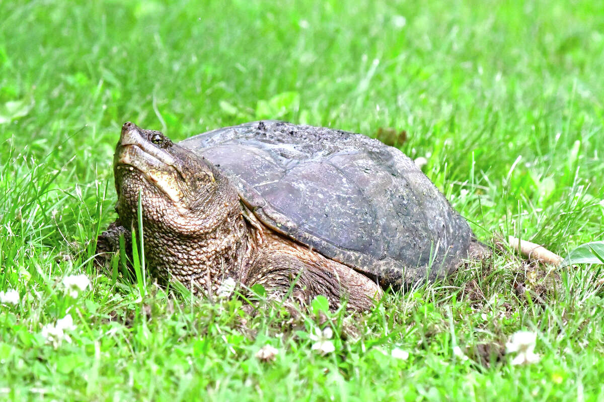 A snapping turtle makes its way across a lawn near Waverly.