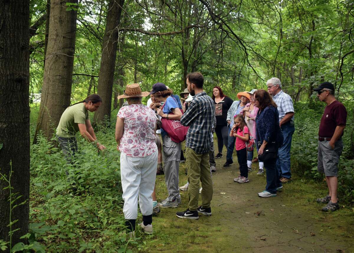 Wild Hudson Valley’s forest farm in Cairo is planted with nearly 200 species of native medicinals. Farmer Justin Wexler is hosting on-farm workshops this summer.