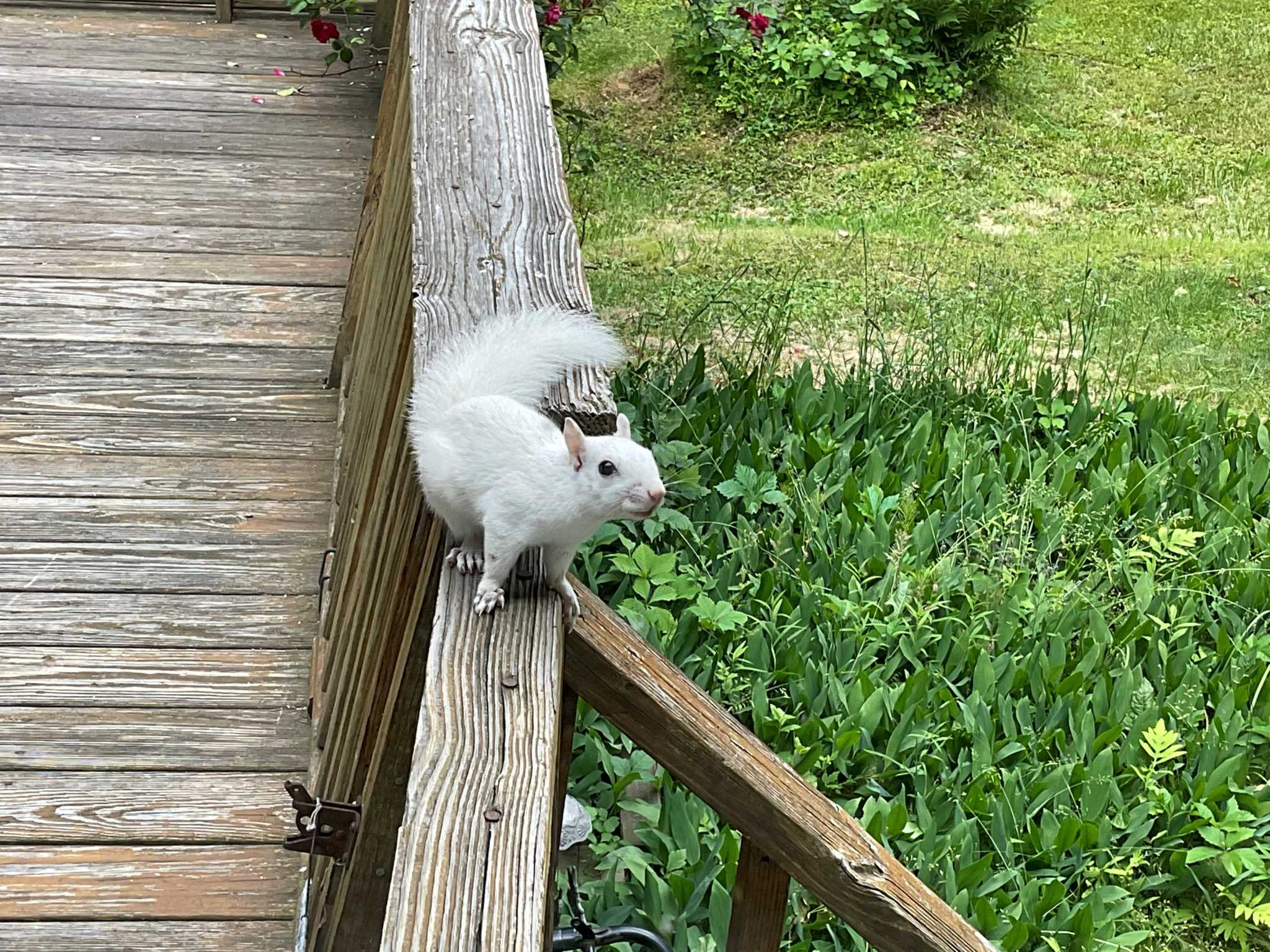 Robert Miller: The rare gray squirrel that's white — and why - Vimarsana News