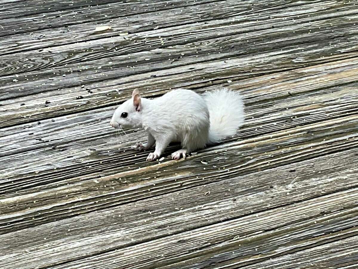 A rare leucistic Eastern gray squirrel has been spotted in Michael and Karen Pickering’s Ridgefield backyard.
