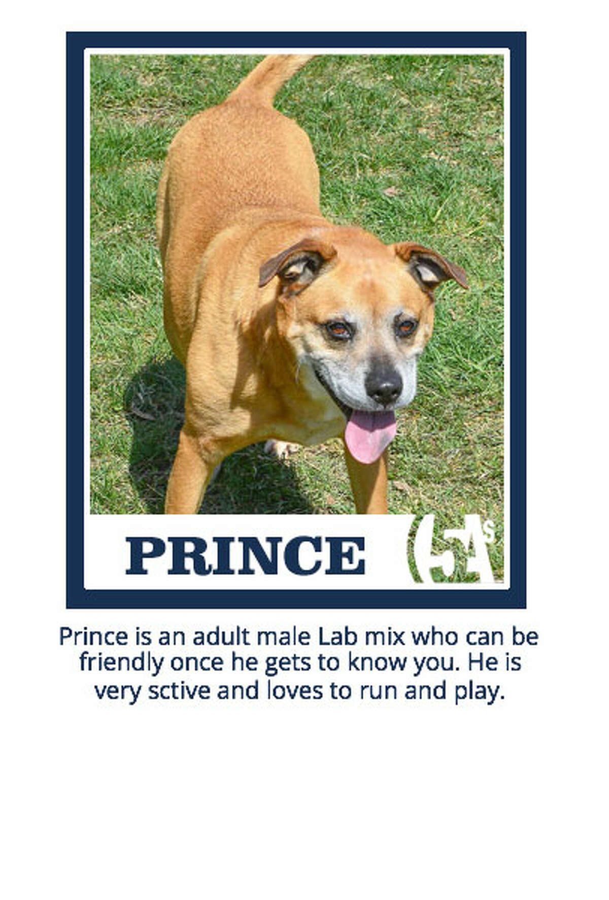 Prince is an adult male lab mix who can be friendly once he gets to know you. He is very active and loves to run and play.