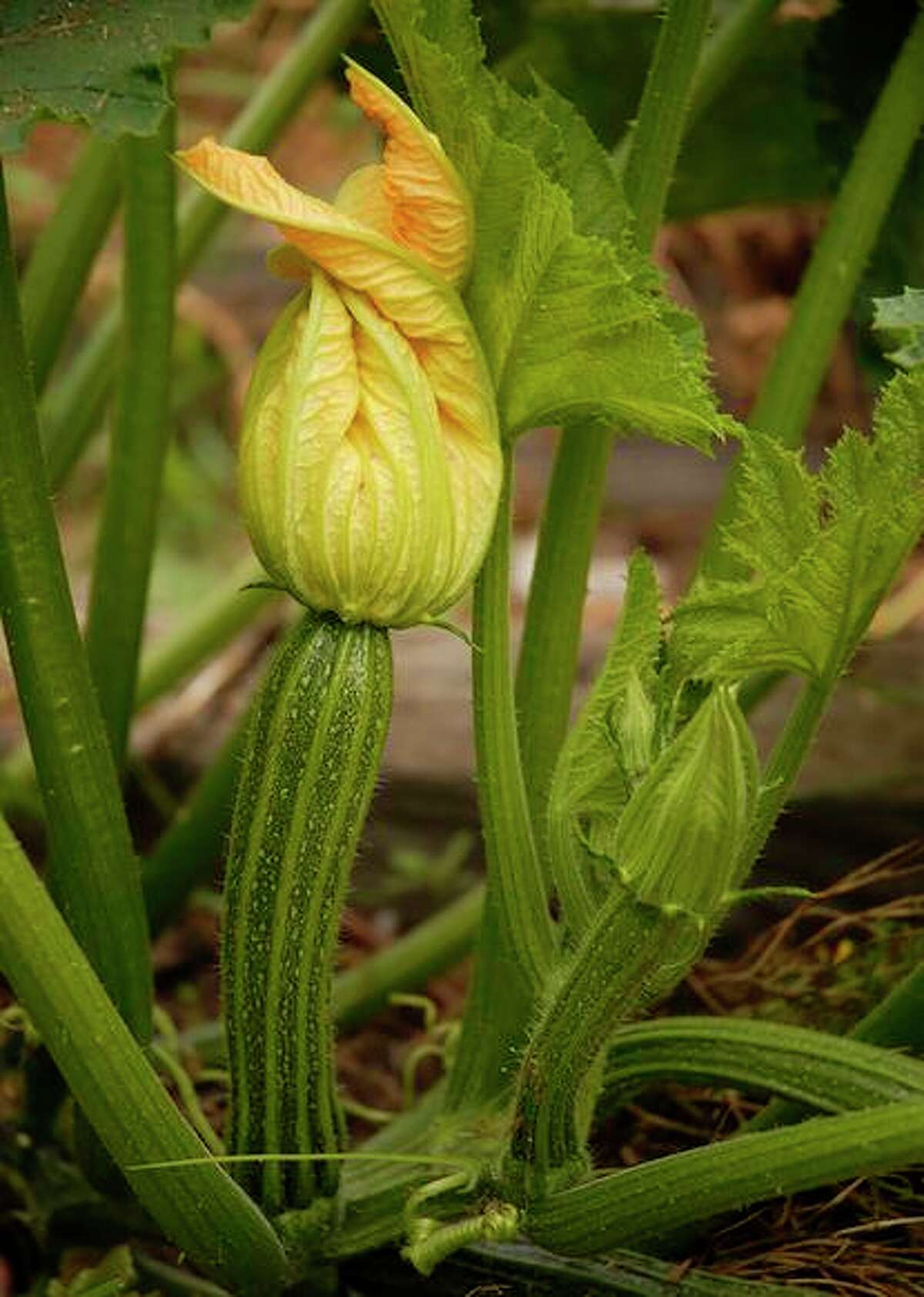 Female zucchini blossoms have tiny squash behind them. When you see one start to enlarge, the harvest will start in a day or two