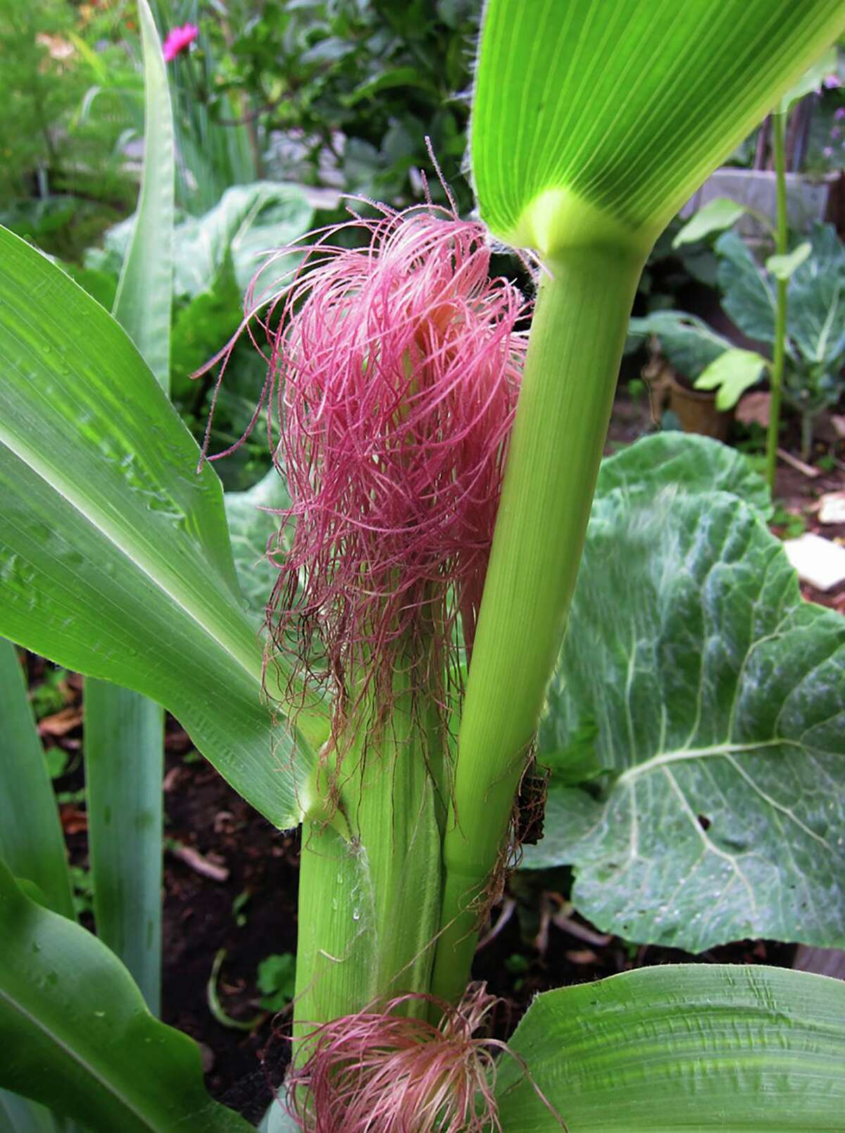 When you see the lovely, sometimes pink silk, sweet corn is soon to follow.